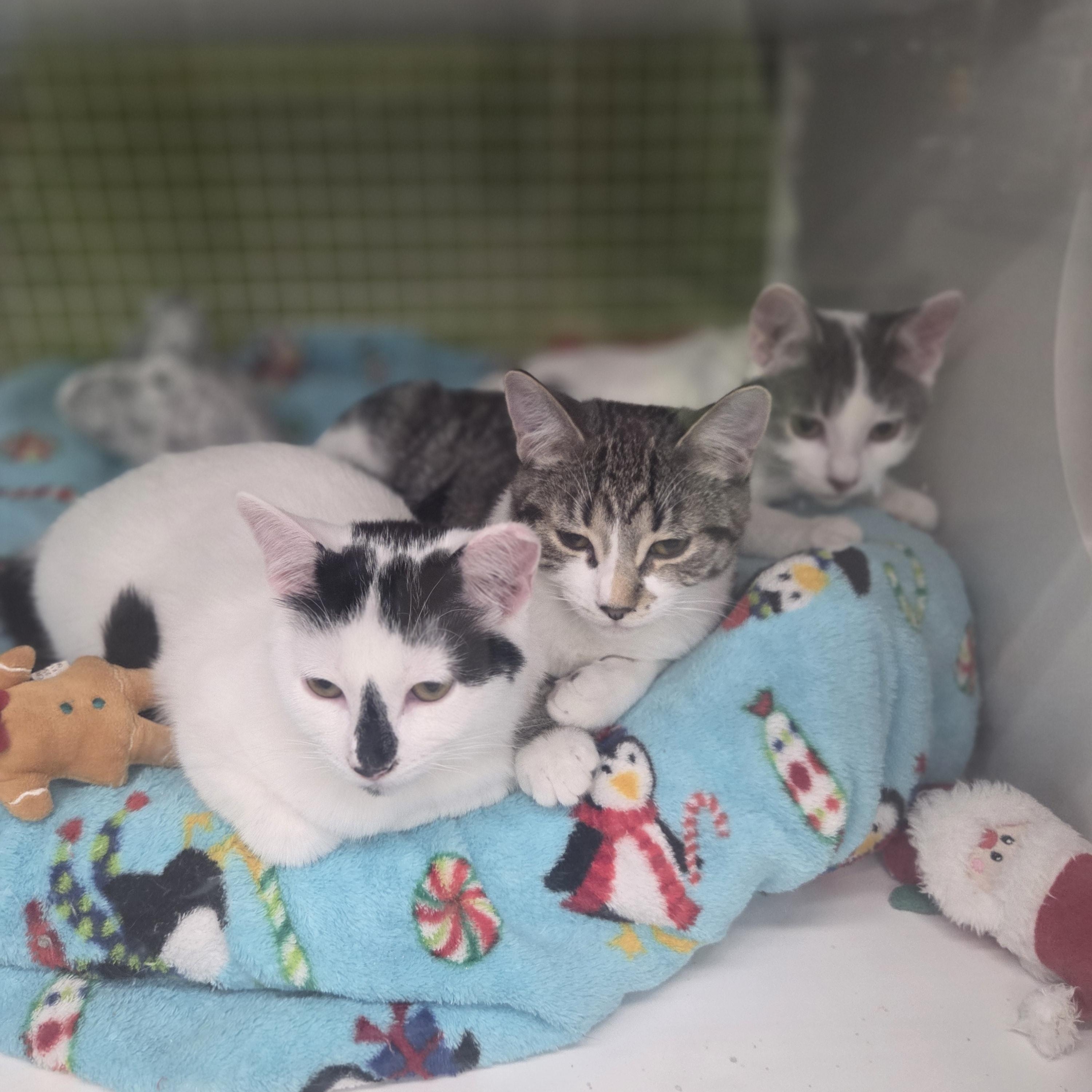 Evian (siblings are Aquafina and Fiji), a Adoptable Domestic Short Hair in Brighton, MI image 3/6