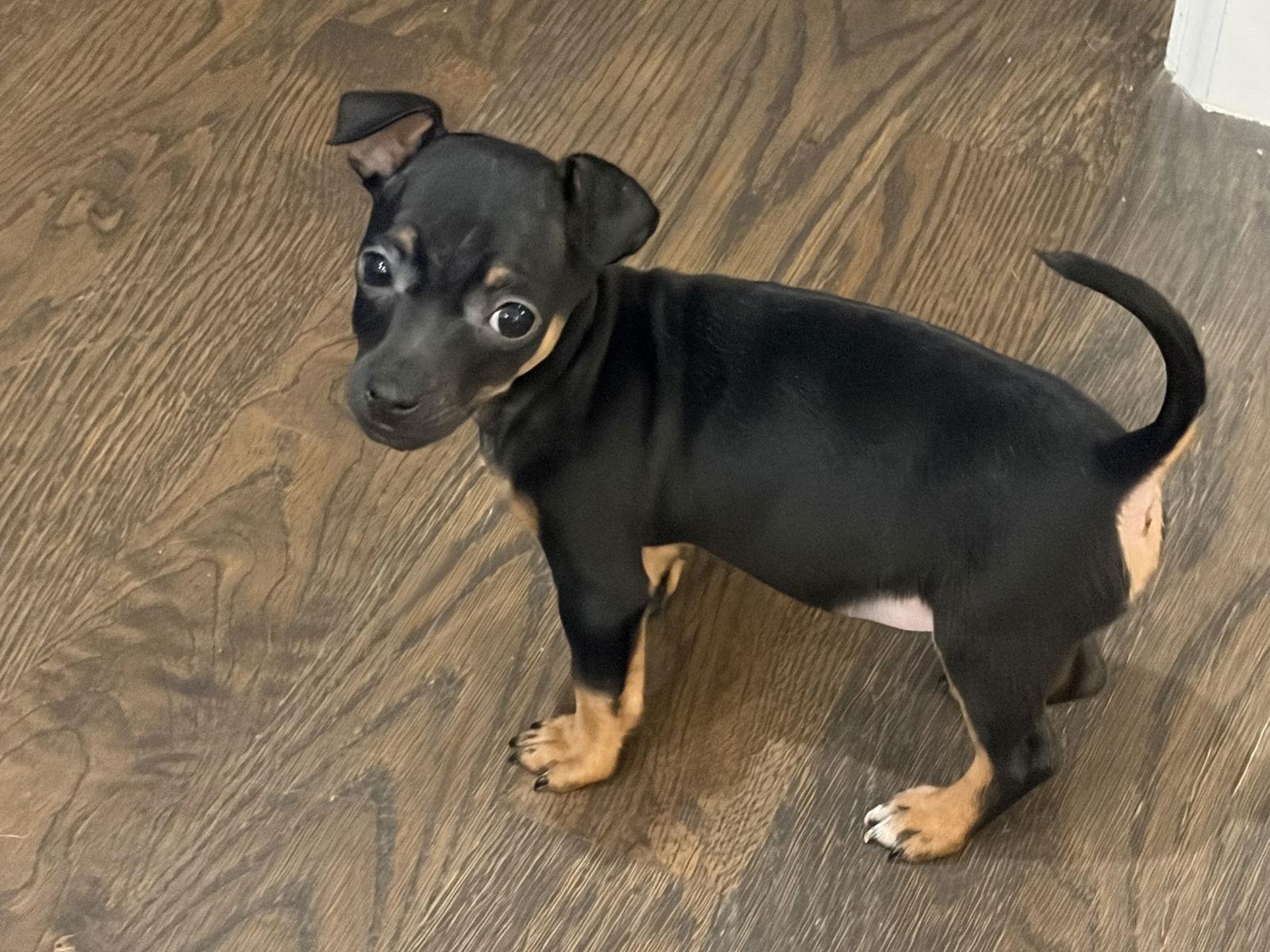 Ernie, Adoptable, Puppy Male Chihuahua.