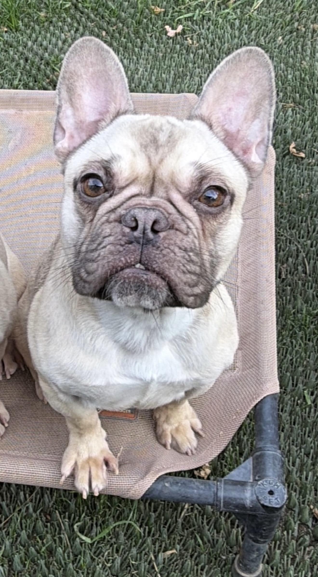 Stella , ADOPTABLE, Young Female French Bulldog.