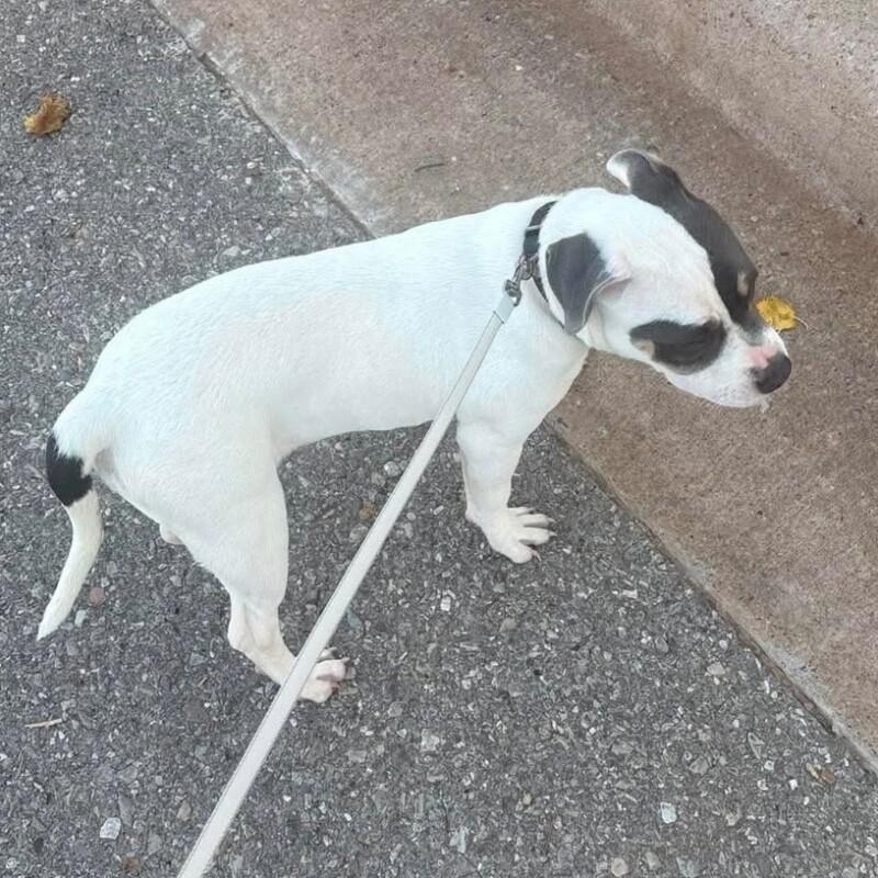 ELOWEN JO, Adoptable, Puppy Female American Staffordshire Terrier.