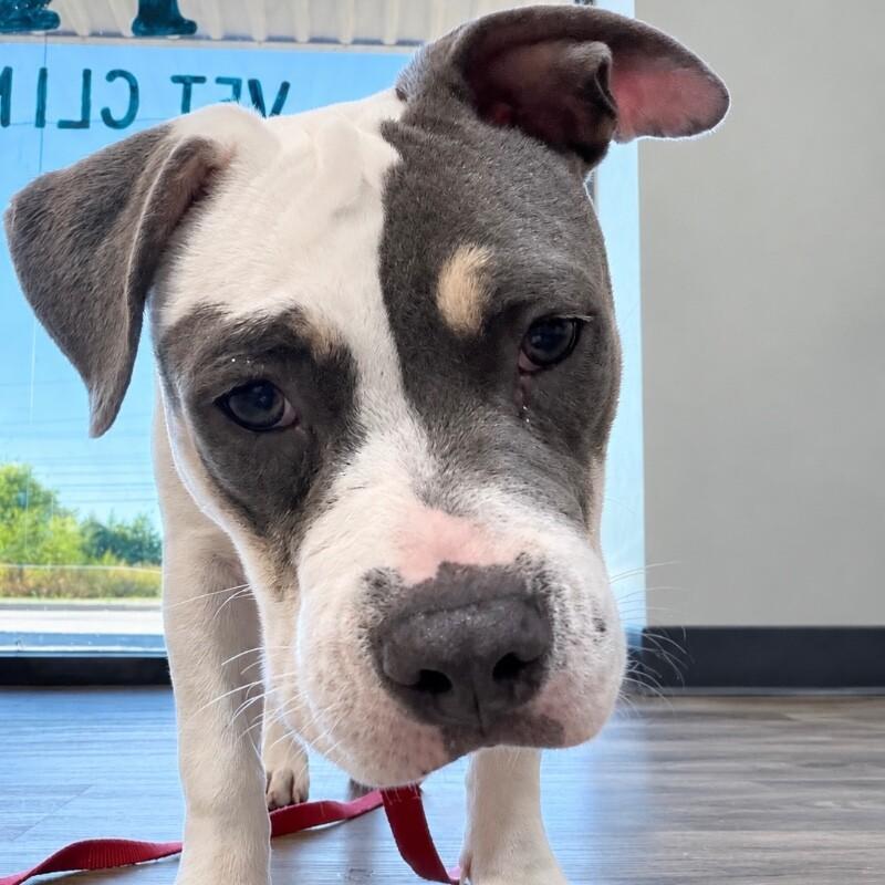 Enlarge ELOWEN JO, a Adoptable American Staffordshire Terrier in lawton, OK image 2/6
