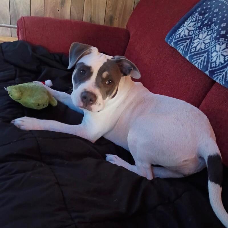 Enlarge ELOWEN JO, a Adoptable American Staffordshire Terrier in lawton, OK image 3/6