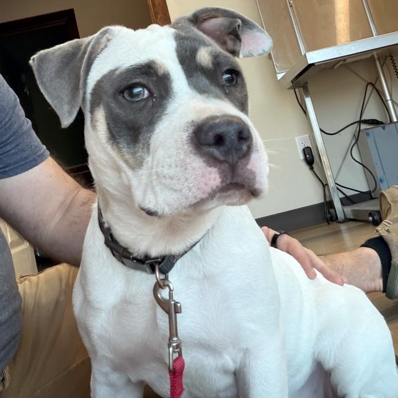 Enlarge ELOWEN JO, a Adoptable American Staffordshire Terrier in lawton, OK image 4/6