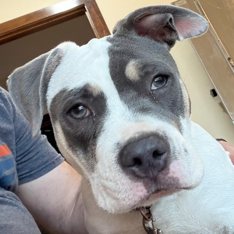 Enlarge ELOWEN JO, a Adoptable American Staffordshire Terrier in lawton, OK image 5/6
