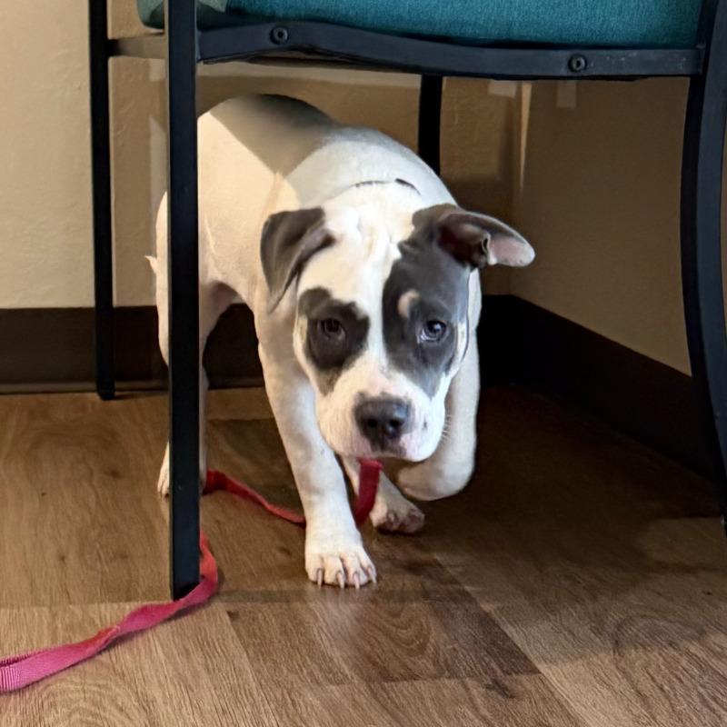 Enlarge ELOWEN JO, a Adoptable American Staffordshire Terrier in lawton, OK image 6/6
