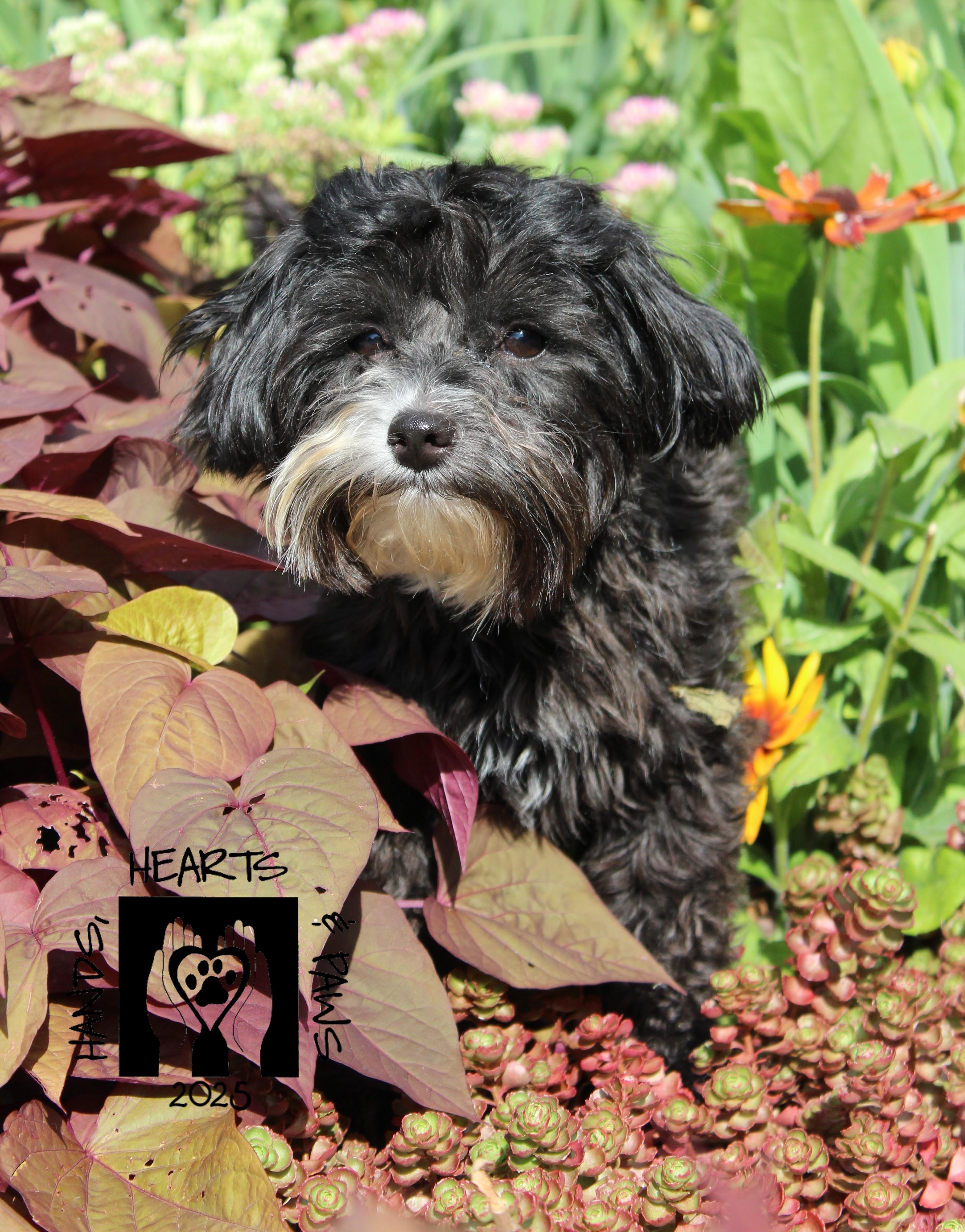 Fifi, Adoptable, Adult Female Poodle (Toy) & Maltese.