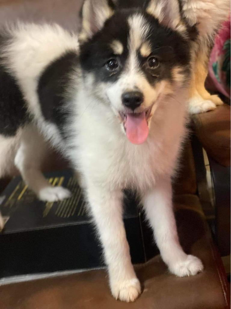 Enlarge Khaleesi, a Adopted mixed breed in Crossville, TN image 2/6