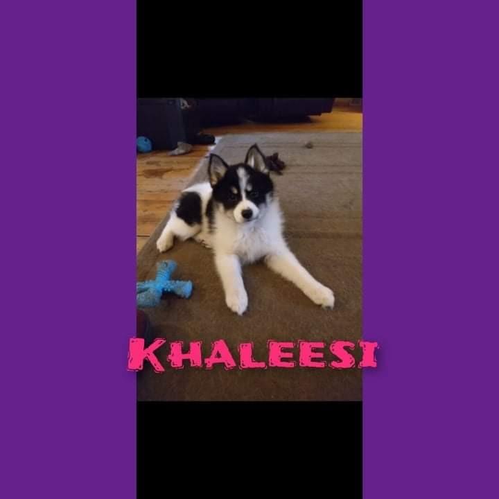 Enlarge Khaleesi, a Adopted mixed breed in Crossville, TN image 3/6