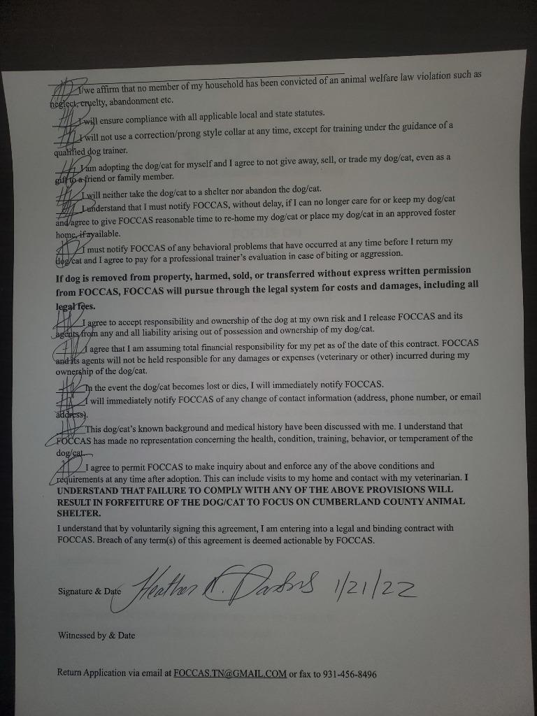 Enlarge Khaleesi, a Adopted mixed breed in Crossville, TN image 4/6