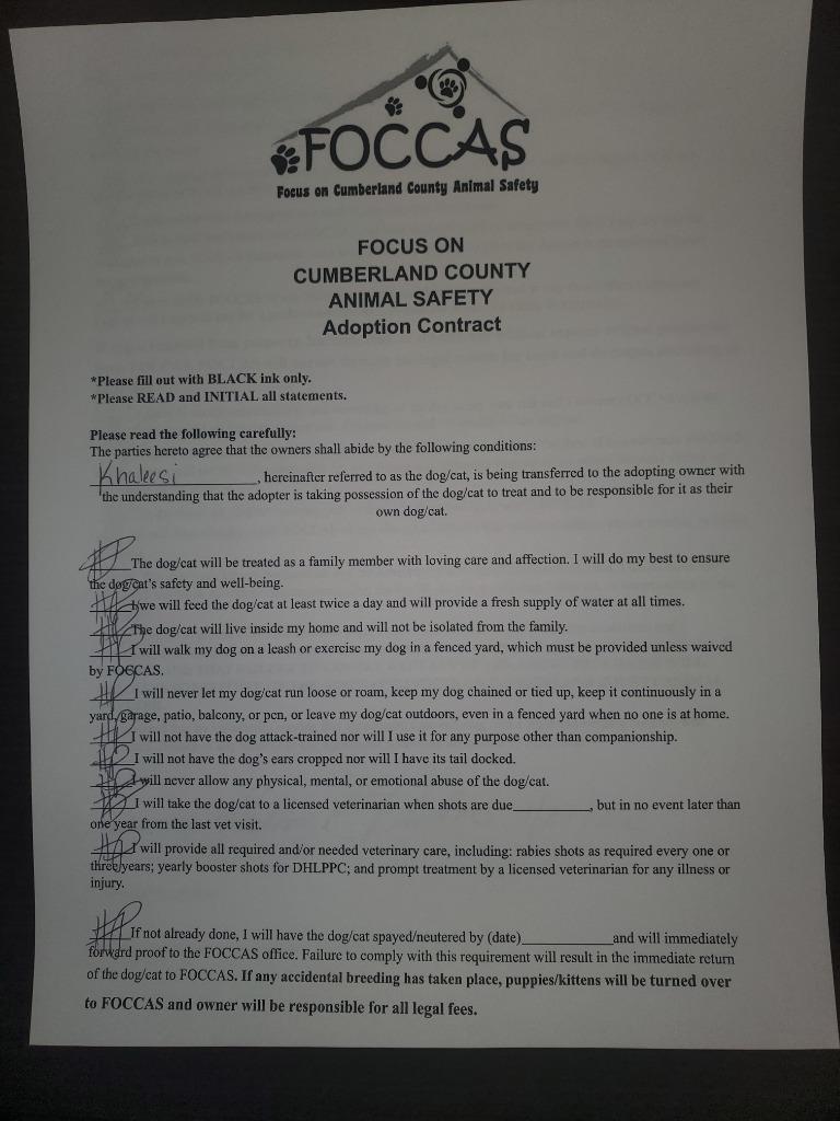 Enlarge Khaleesi, a Adopted mixed breed in Crossville, TN image 5/6