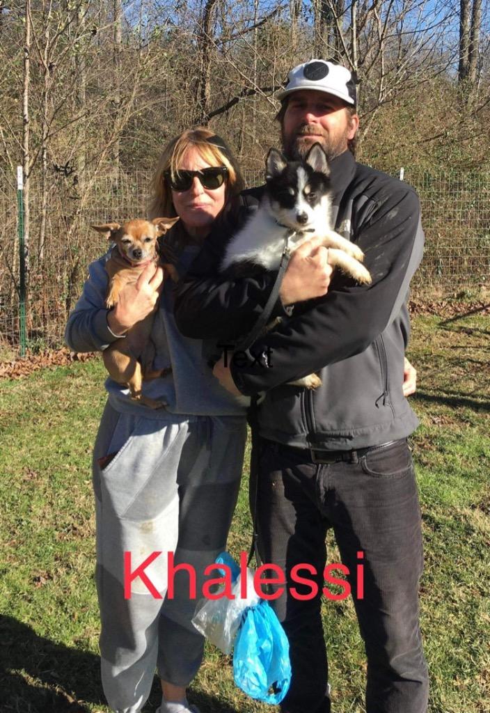 Enlarge Khaleesi, a Adopted mixed breed in Crossville, TN image 6/6