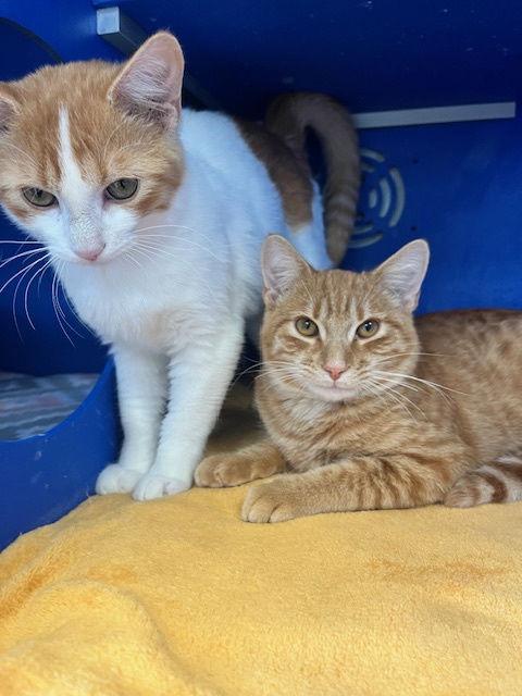 Enlarge Benji, a Adoptable Domestic Short Hair in Webster, WI image 2/3