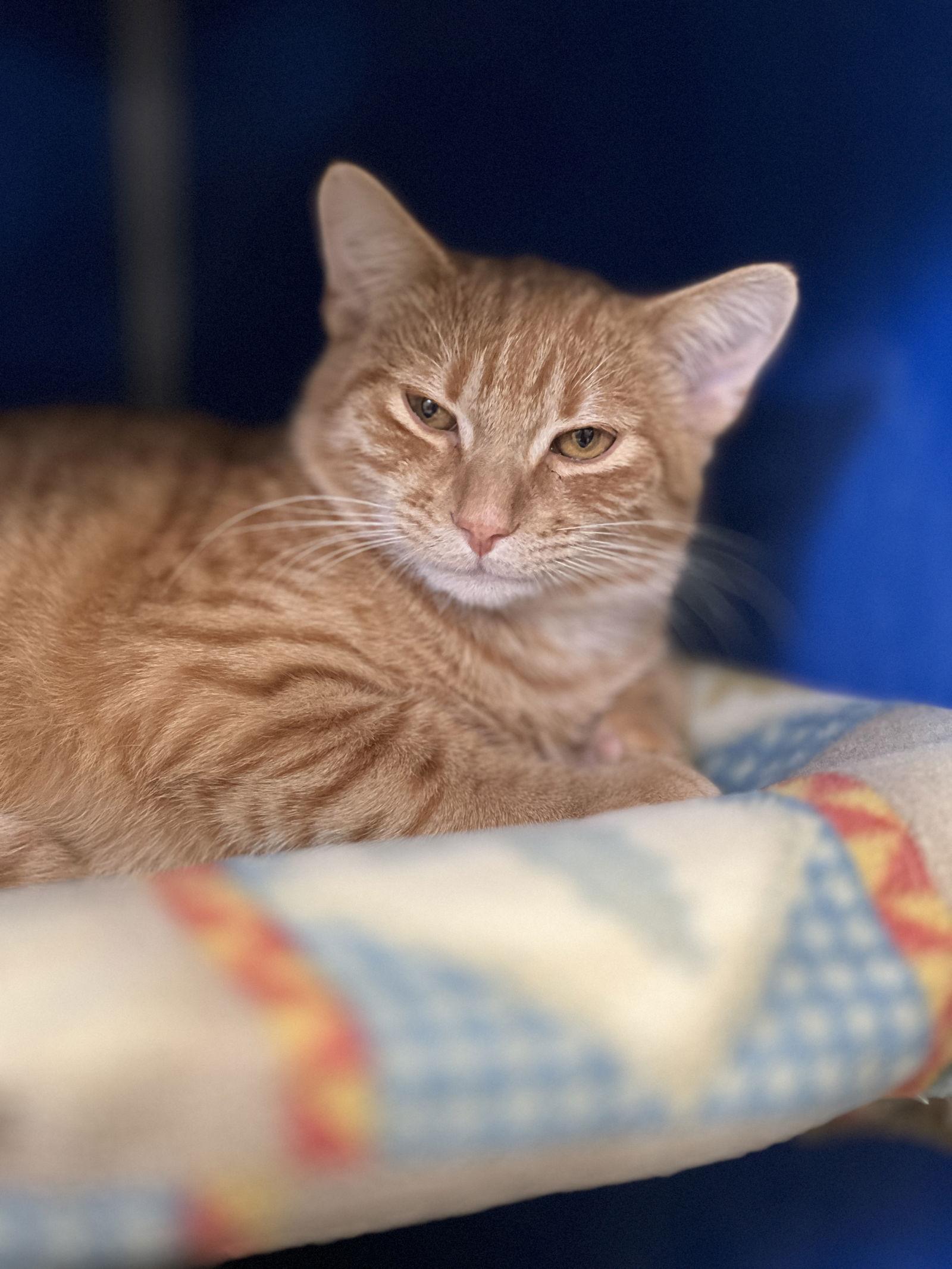Enlarge Benji, a Adoptable Domestic Short Hair in Webster, WI image 3/3