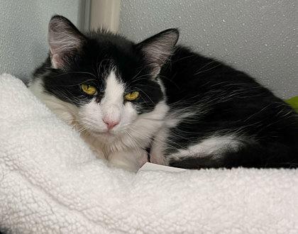 Blinky, Adoptable, Adult Male Domestic Long Hair & Domestic Short Hair.