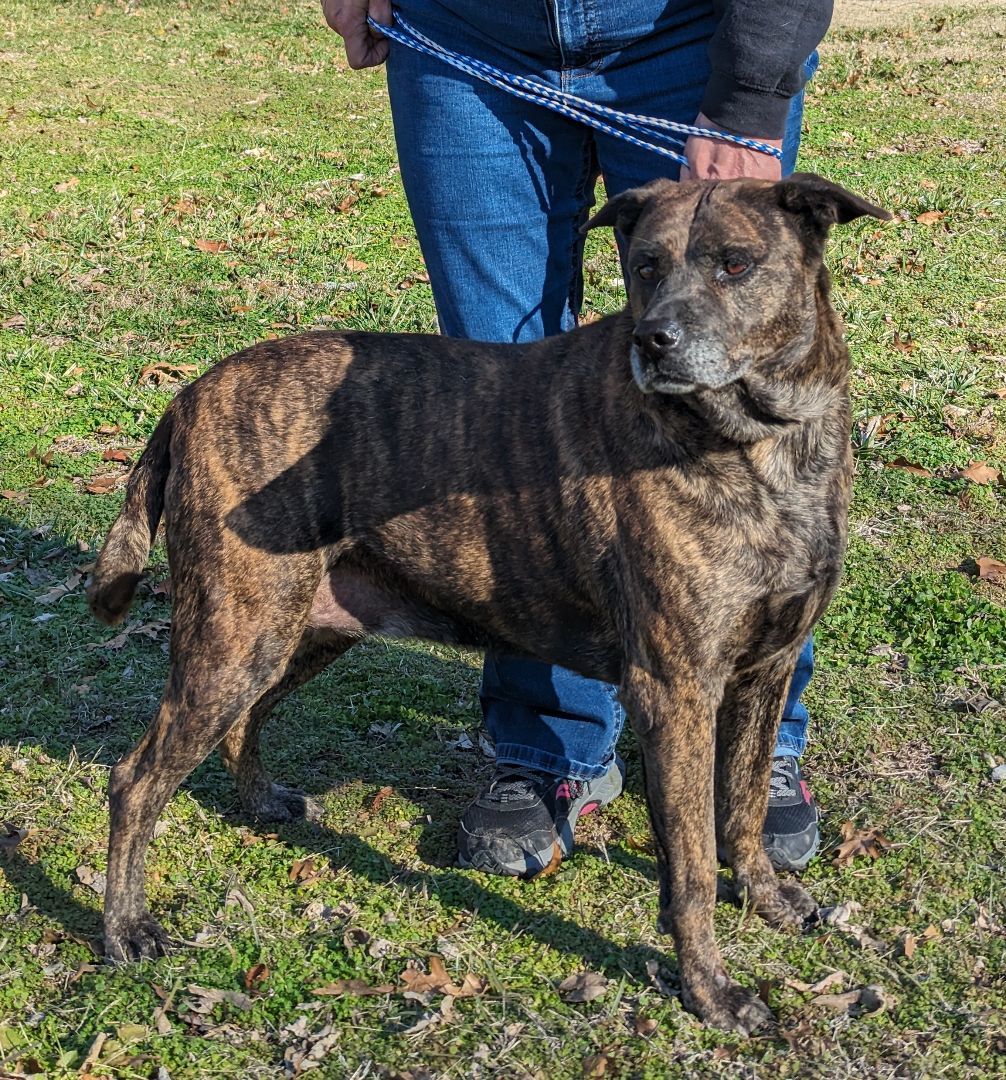 Bella Marie, an adoptable Shepherd Mix in Parsons, KS_image-1