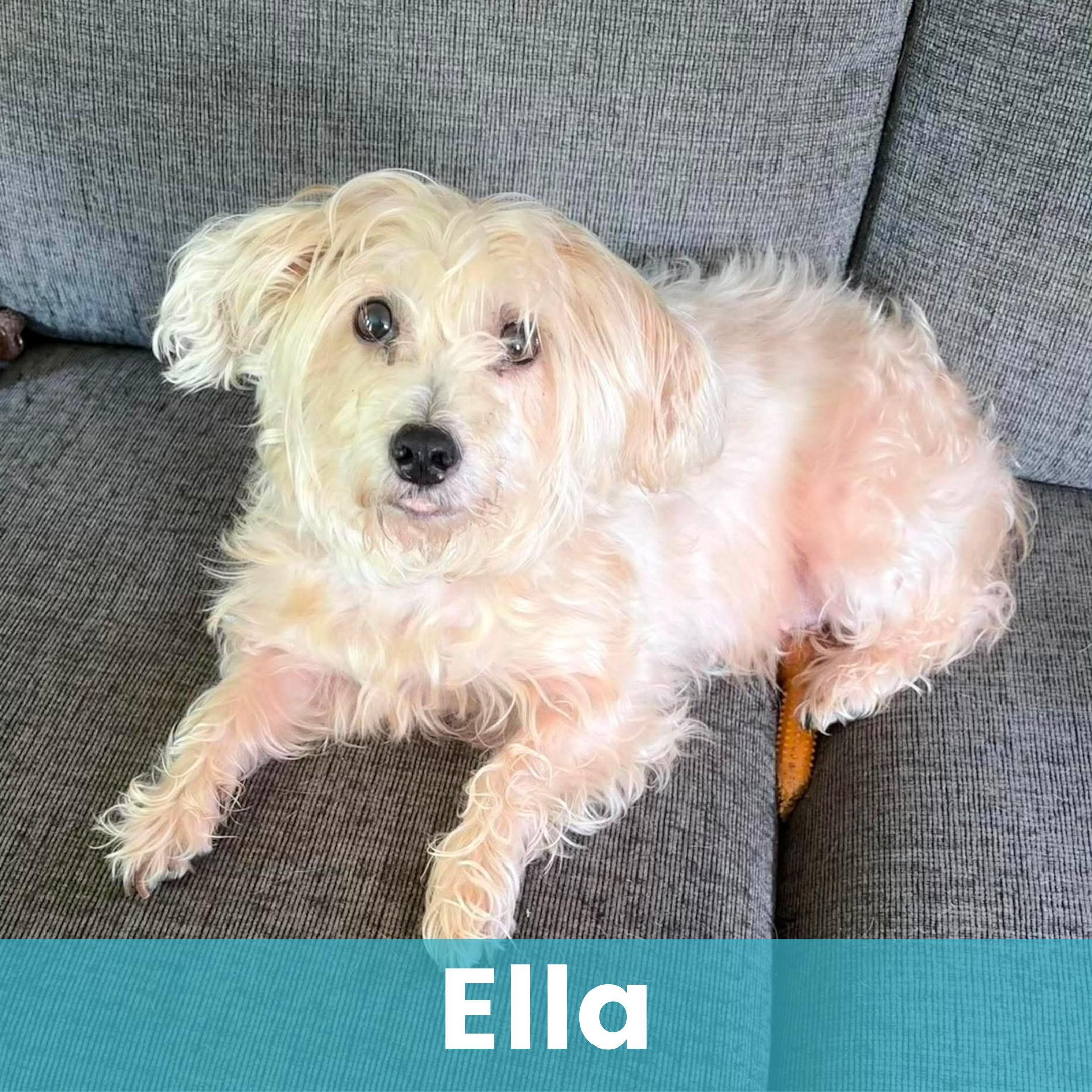Ella, ADOPTABLE, Senior Female Mixed Breed.