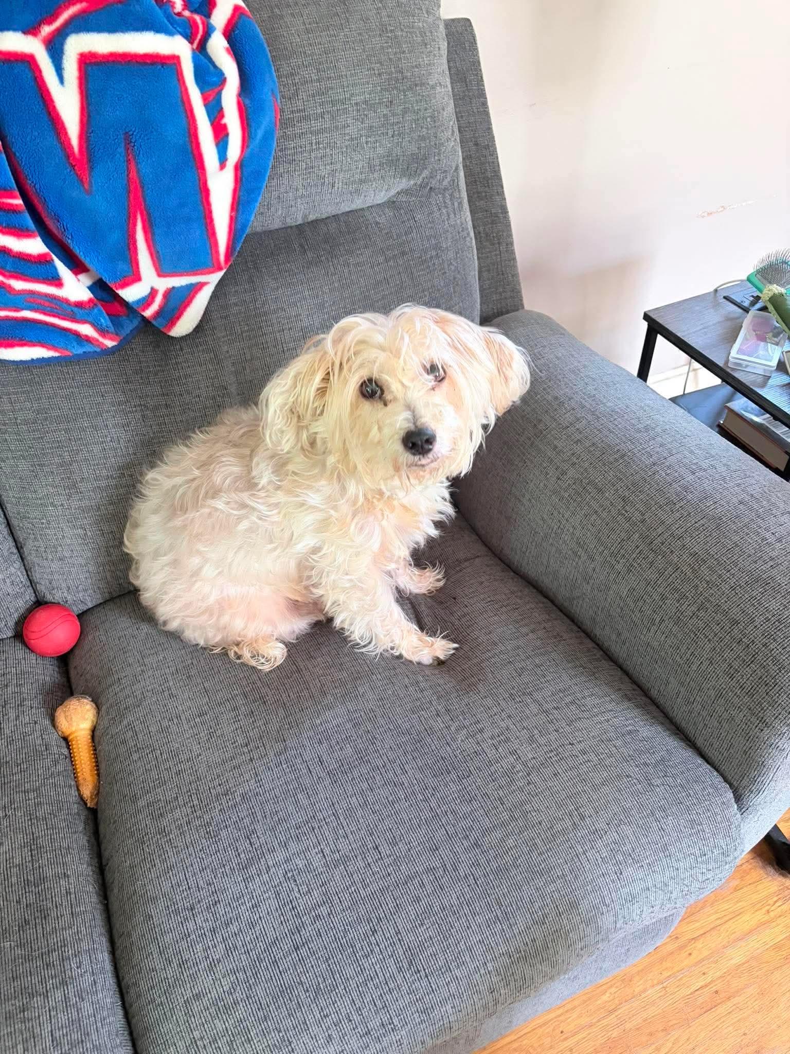 Enlarge Ella, a ADOPTABLE Mixed Breed in Rochester , NY image 2/3
