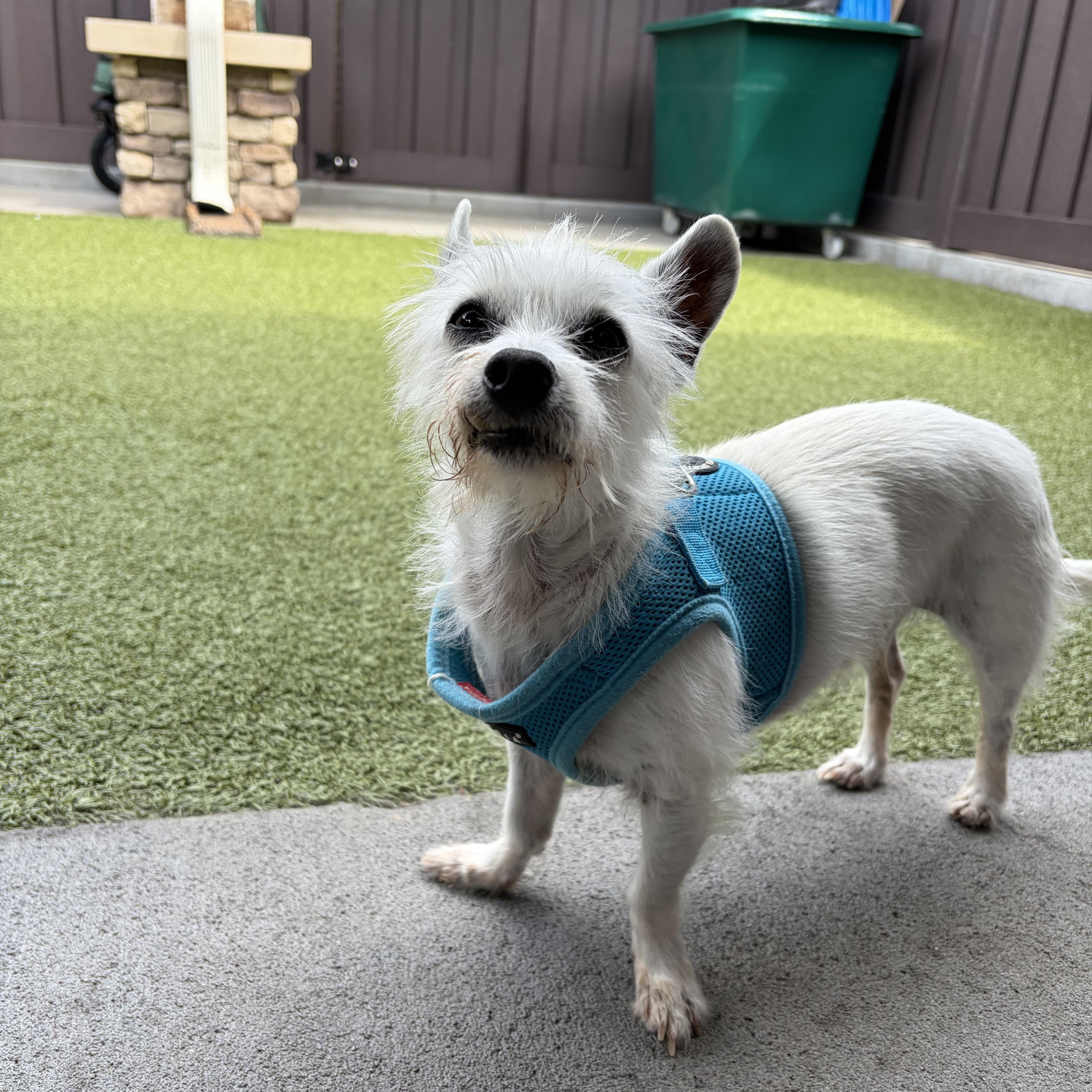 George, ADOPTABLE, Senior Male Chihuahua.