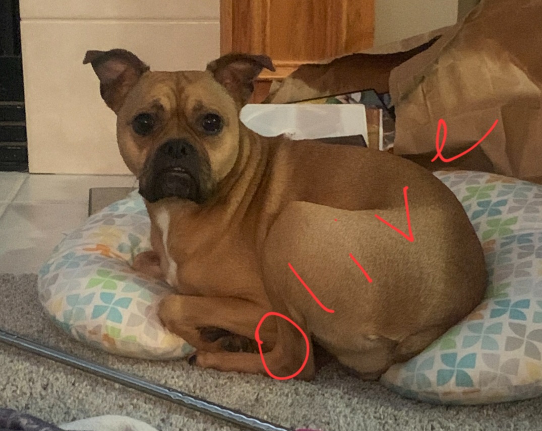 Enlarge Olive, a Adopted mixed breed in Overland Park, KS image 1/3