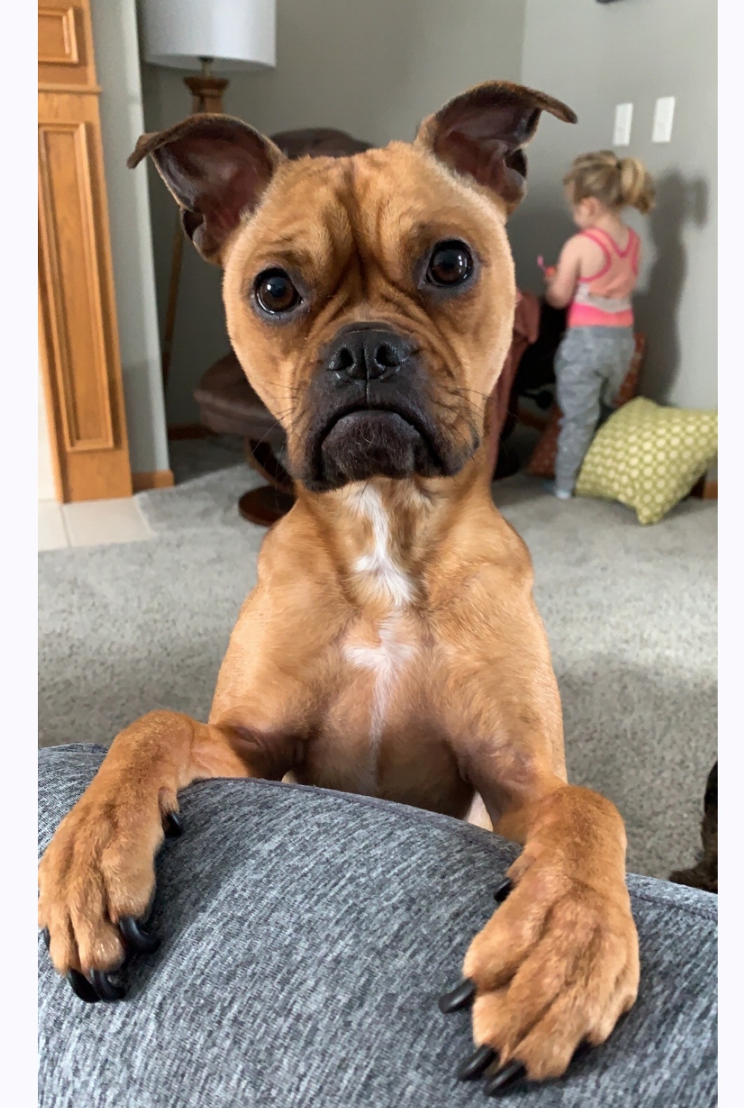 Enlarge Olive, a Adopted mixed breed in Overland Park, KS image 2/3