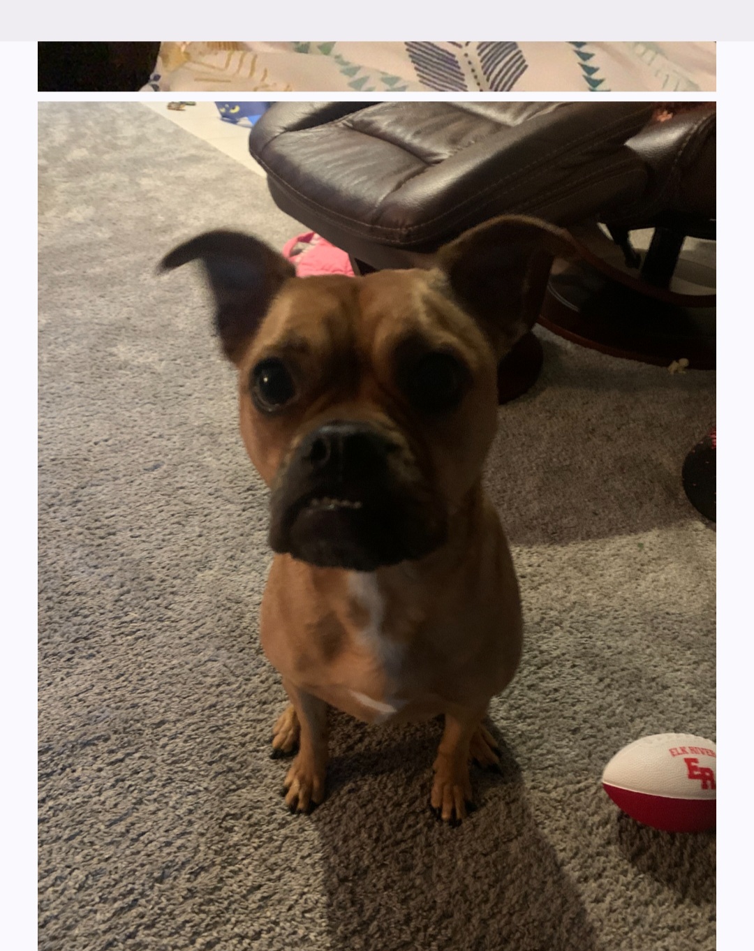 Enlarge Olive, a Adopted mixed breed in Overland Park, KS image 3/3