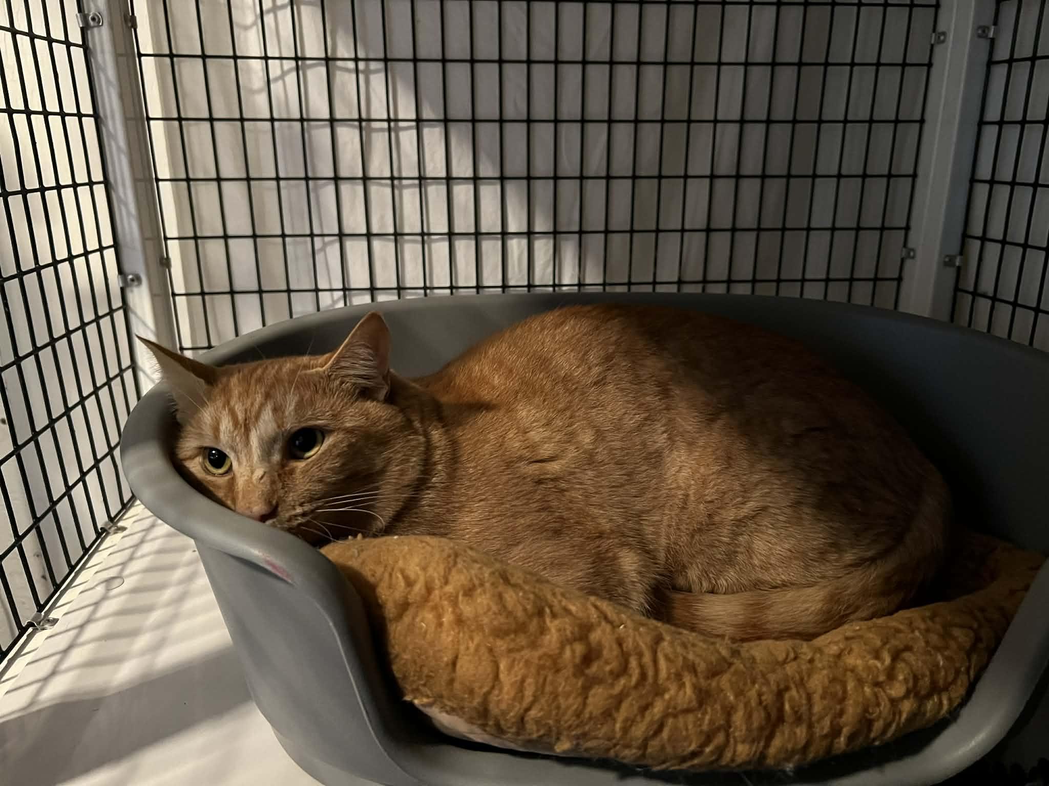 Chesnut, ADOPTABLE, Young Male Domestic Short Hair.