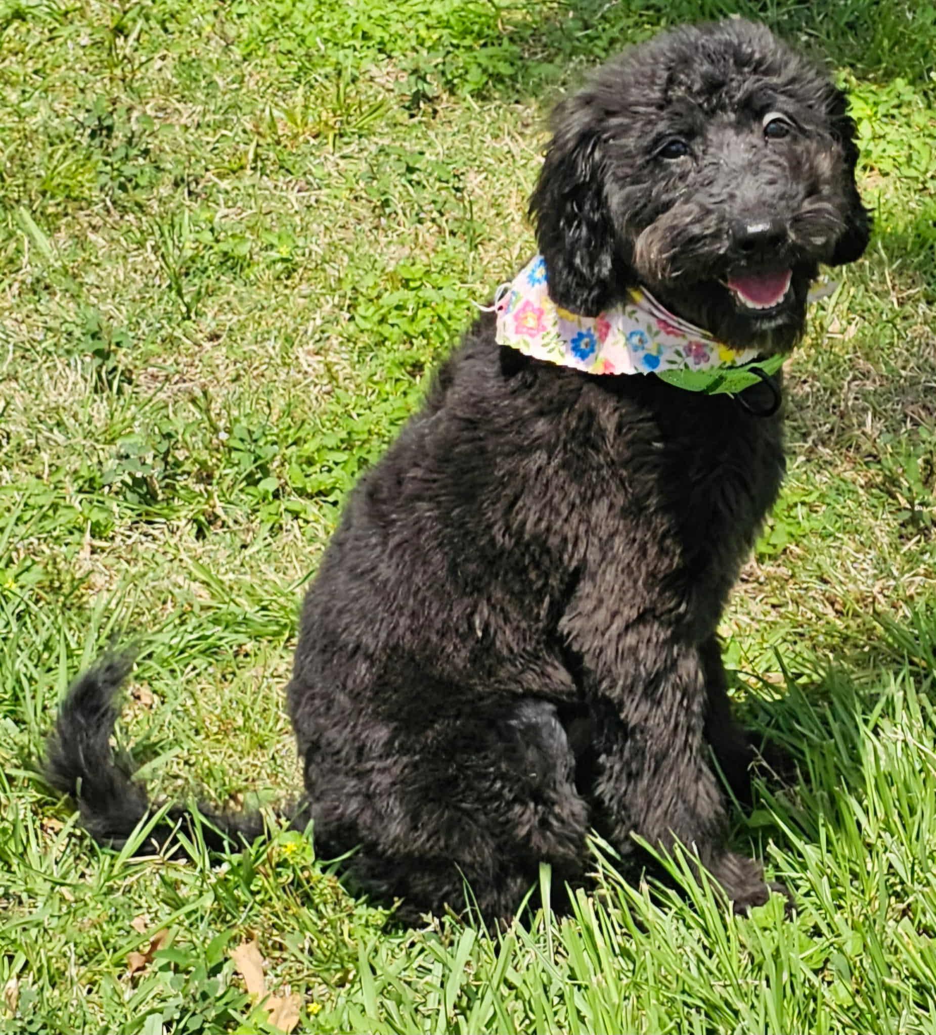 Enlarge MILA, an adopted mixed breed in Seattle, WA image 2/6