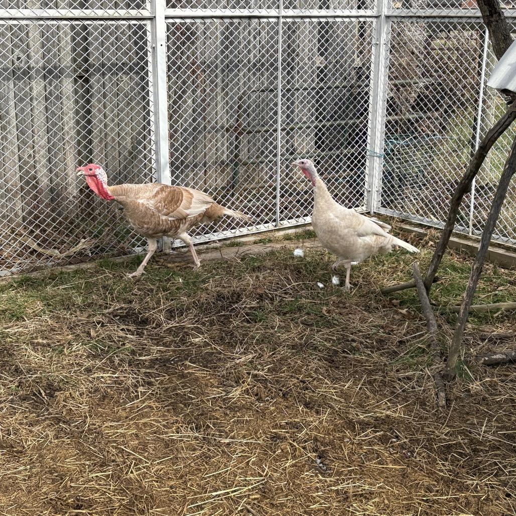 Mary, Adoptable, Young Female Turkey & Turkey.