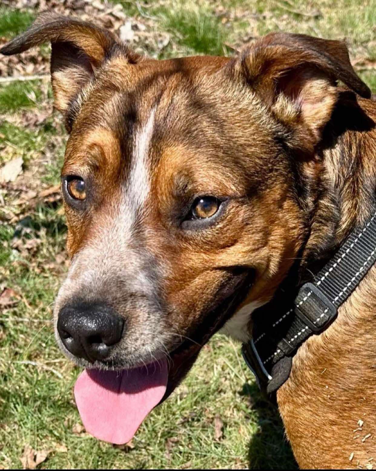 Maxximus, Adult Male Mixed Breed