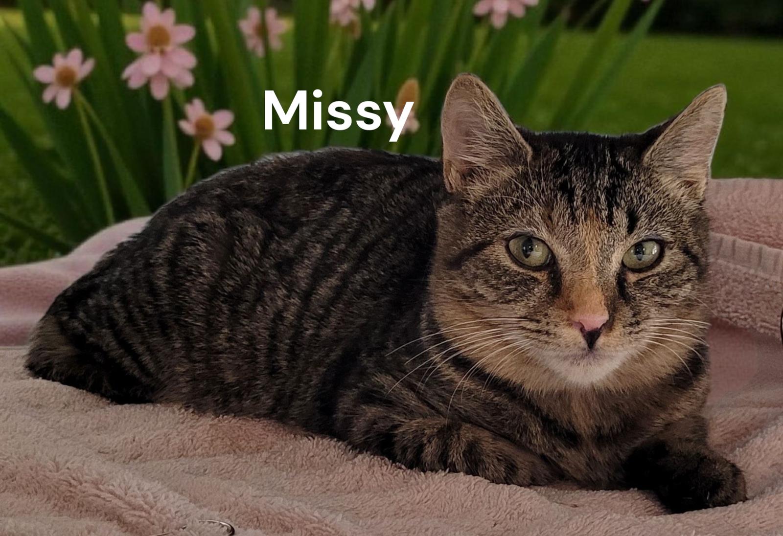 Enlarge Missy, a Adoptable Tabby in Chesapeake, VA image 1/3