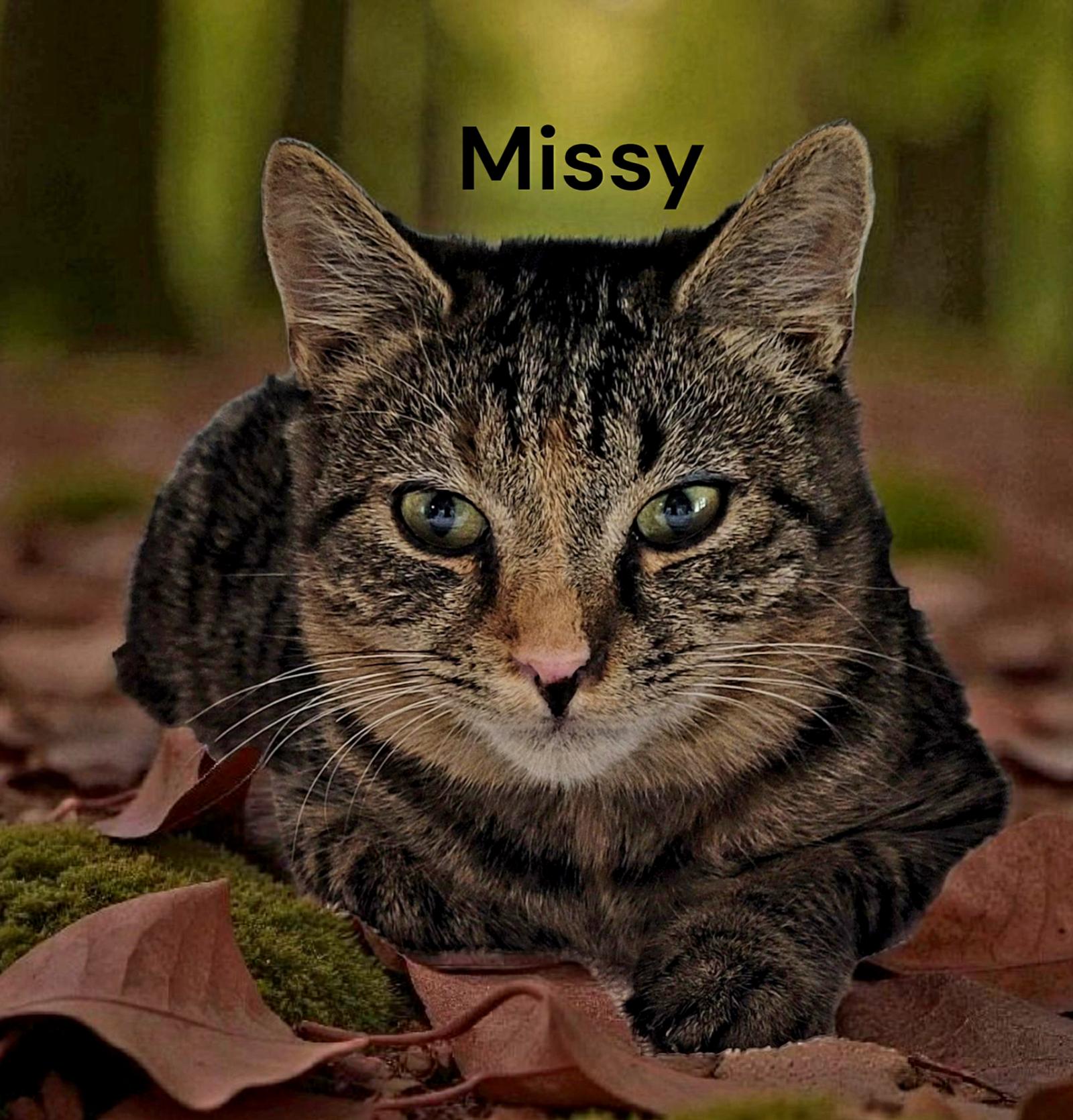 Enlarge Missy, a Adoptable Tabby in Chesapeake, VA image 2/3