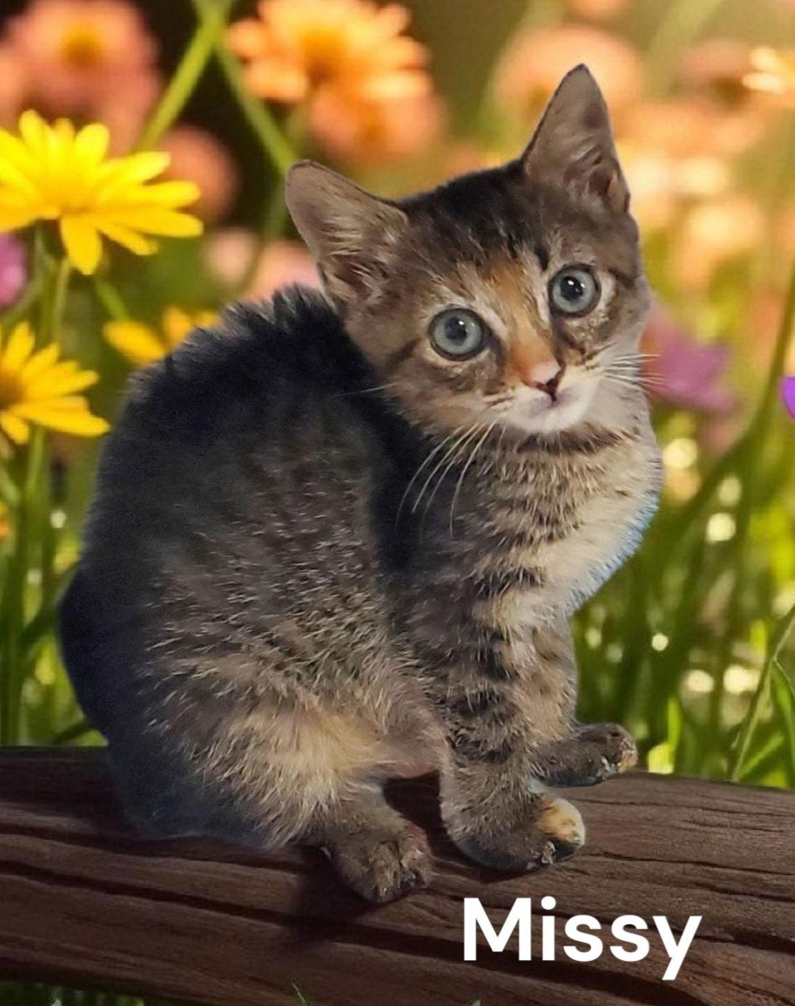 Enlarge Missy, a Adoptable Tabby in Chesapeake, VA image 3/3