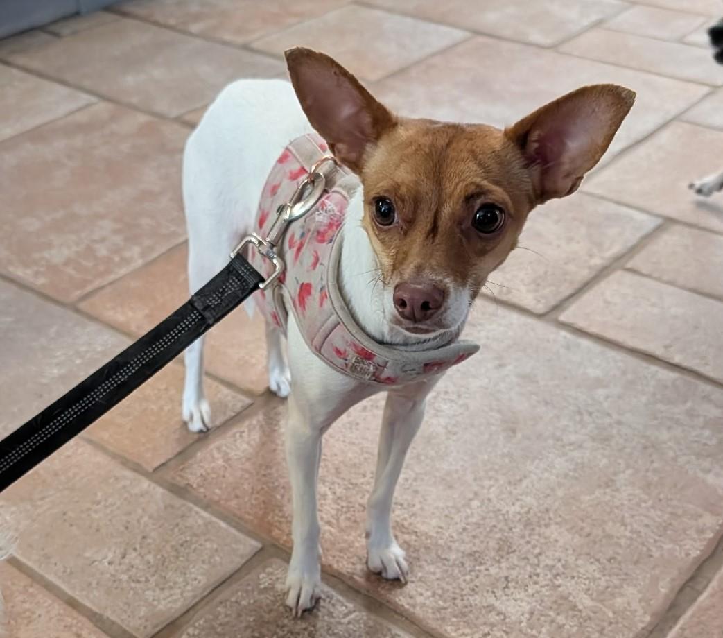 Lucy, ADOPTABLE, Young Female Chihuahua.