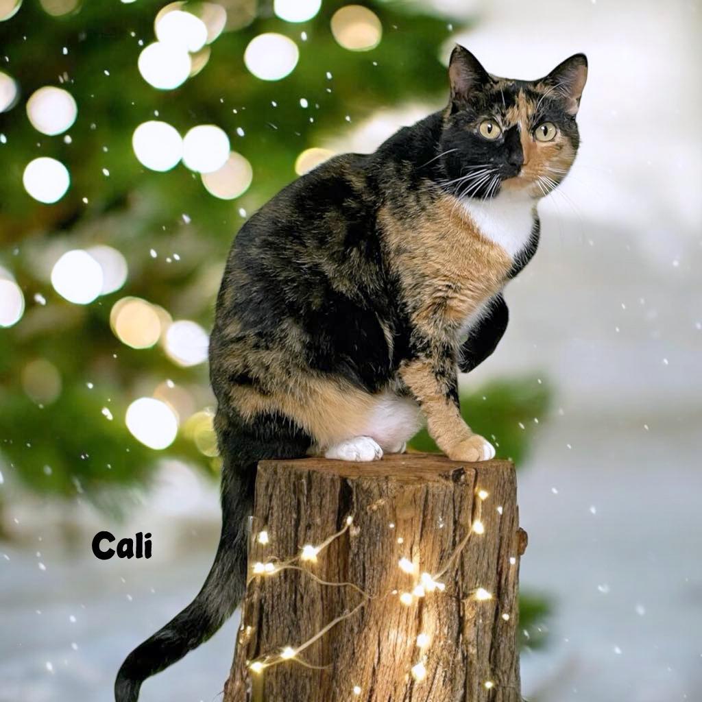 Enlarge CALI, a Adoptable Calico in Sumter, SC image 1/1