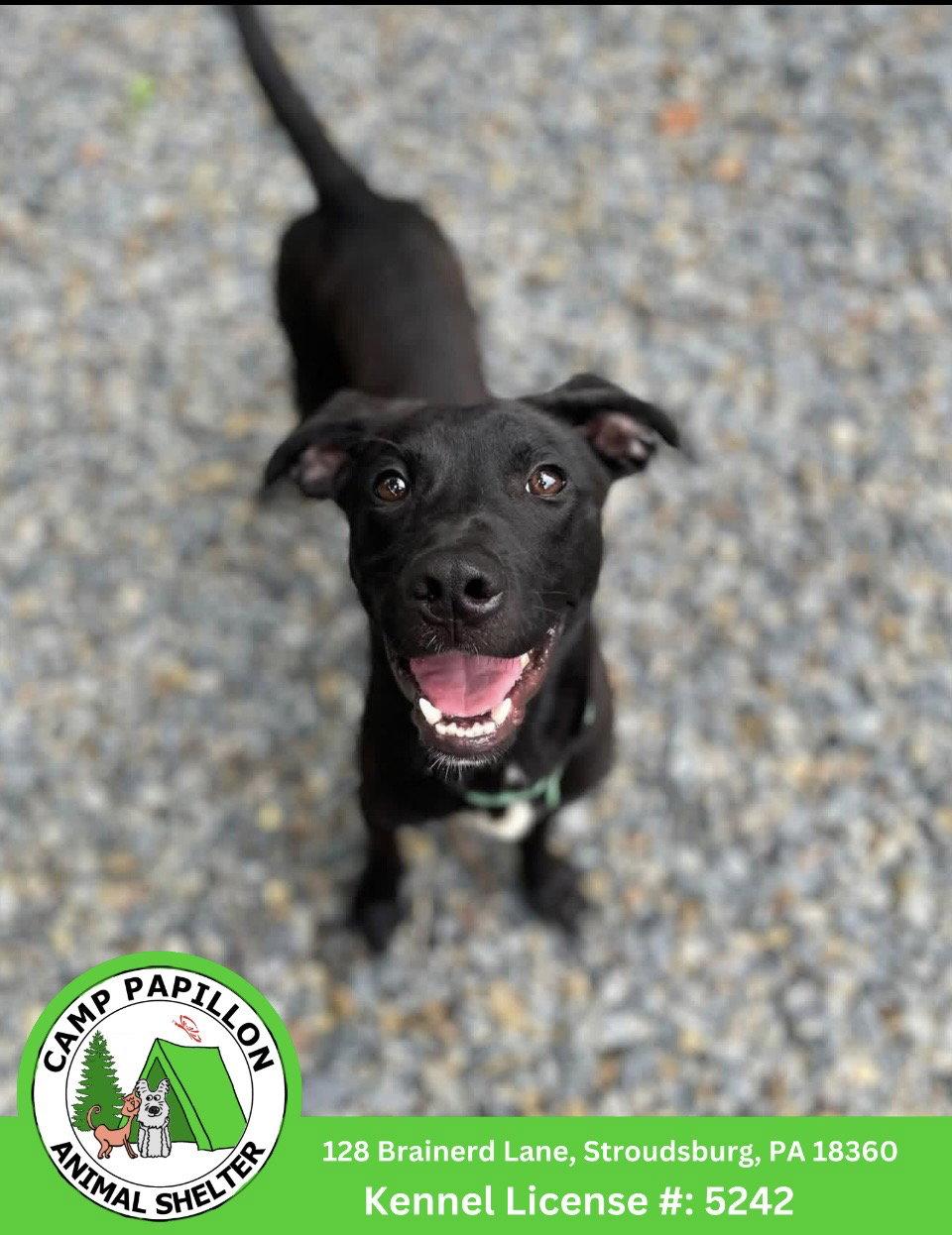 Treble, Adoptable, Young Male Pit Bull Terrier.