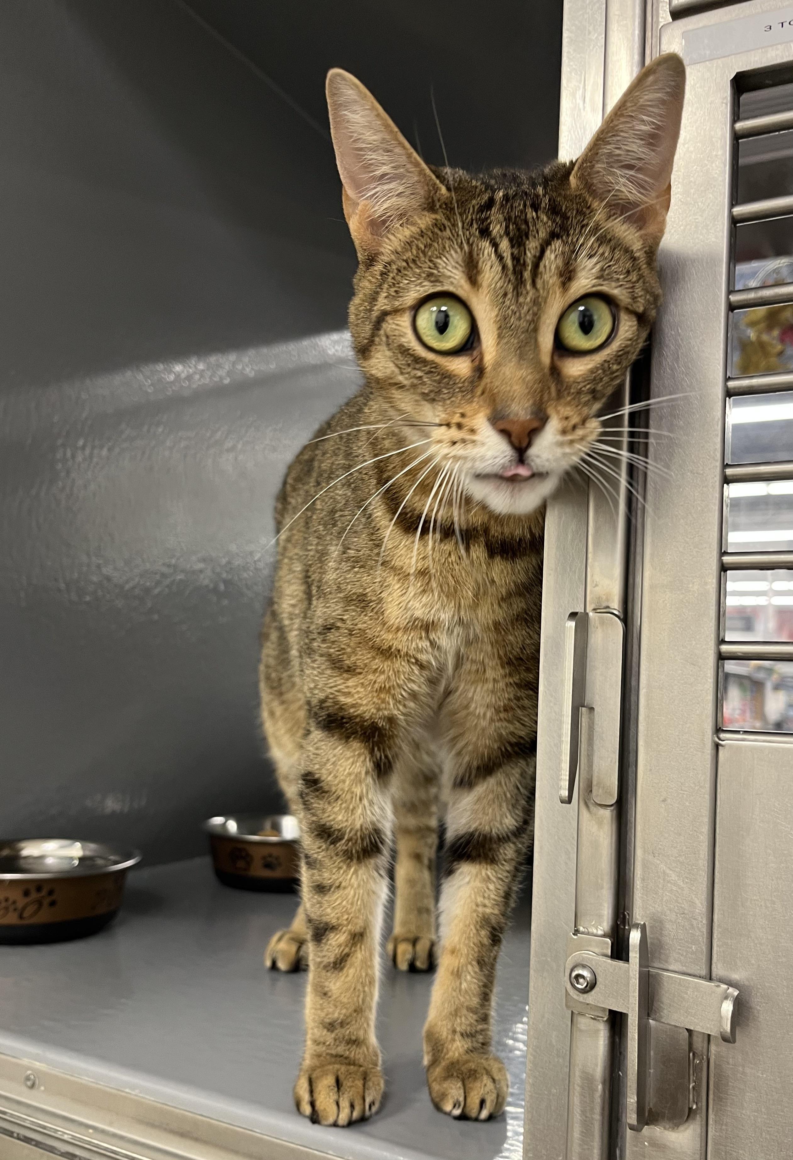 Enlarge Ruthy, a Adoptable Domestic Short Hair in Pickering, ON image 1/2