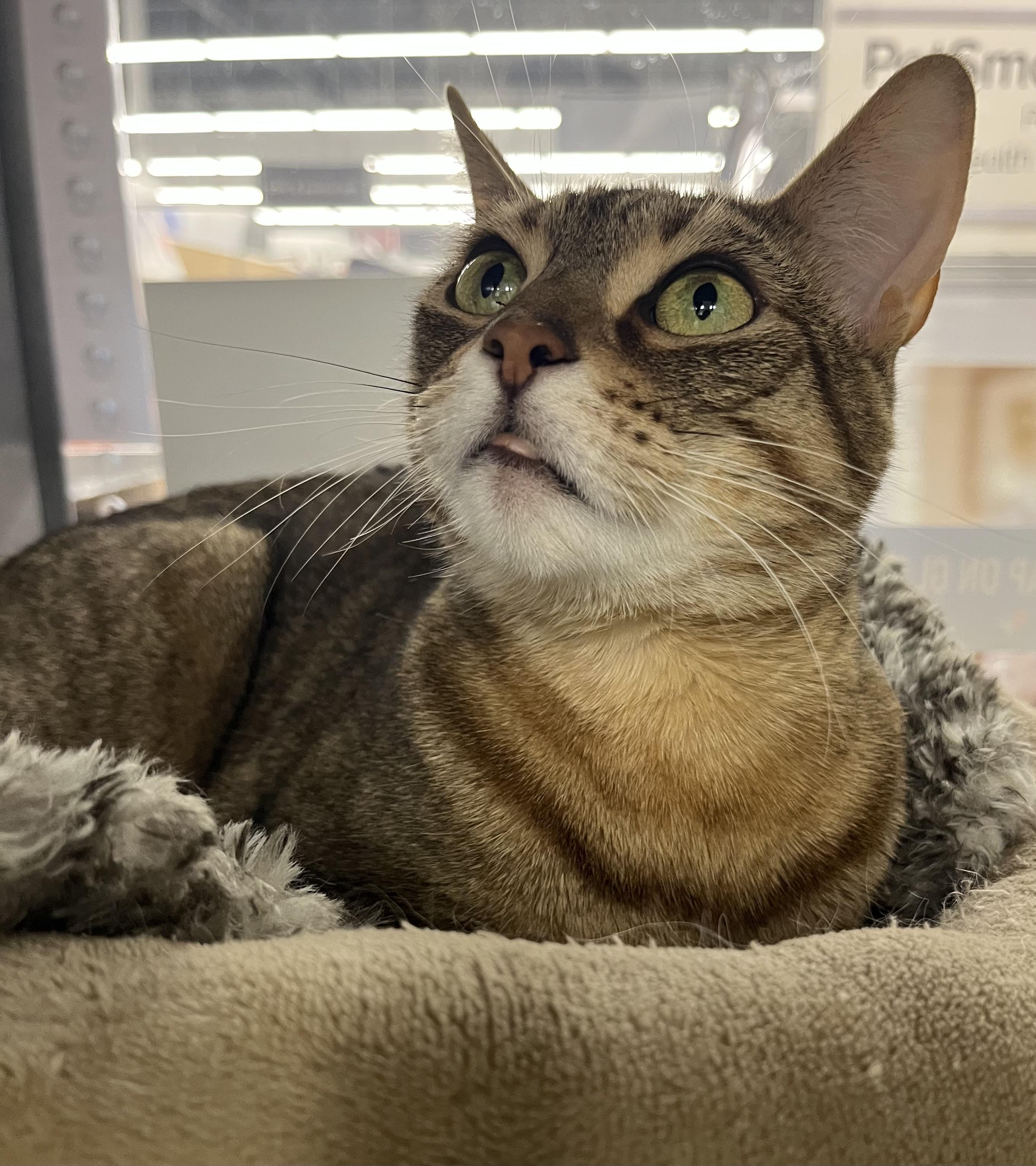 Enlarge Ruthy, a Adoptable Domestic Short Hair in Pickering, ON image 2/2