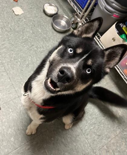 Enlarge Rocky, a Adoptable mixed breed in Shawano, WI image 1/3