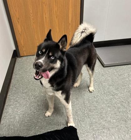 Enlarge Rocky, a Adoptable mixed breed in Shawano, WI image 2/3