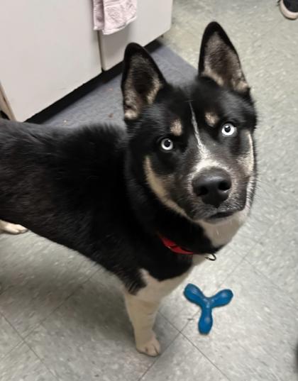 Enlarge Rocky, a Adoptable mixed breed in Shawano, WI image 3/3