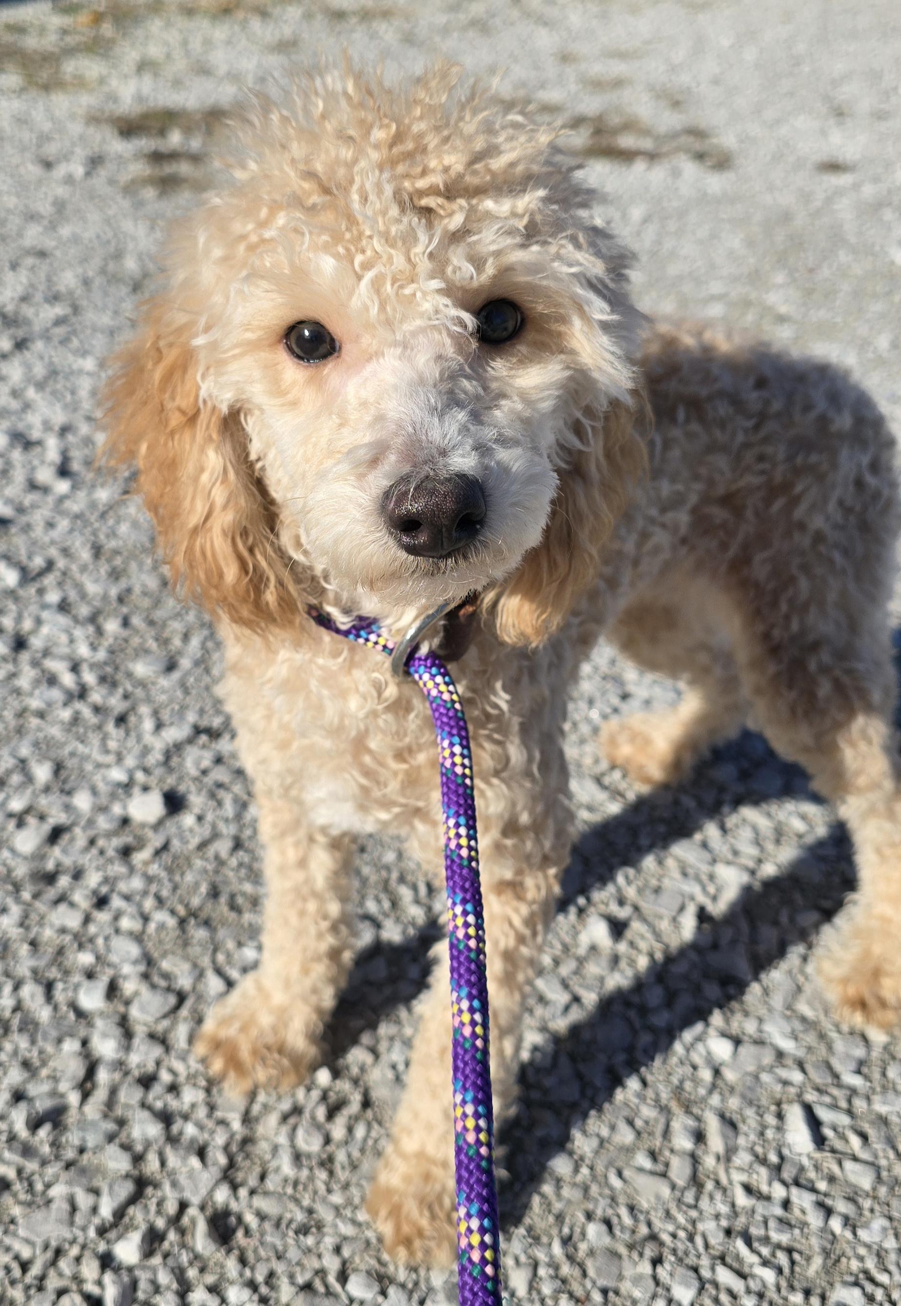 Enlarge Jasper, a ADOPTABLE Miniature Poodle in Terre Haute, IN image 2/4