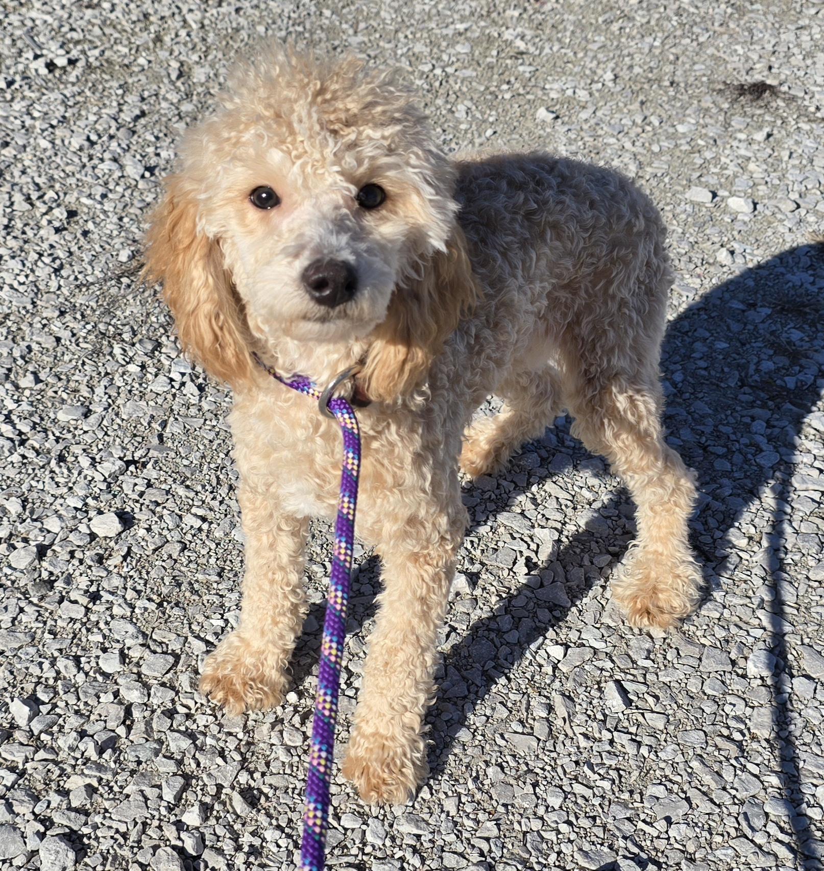 Enlarge Jasper, a ADOPTABLE Miniature Poodle in Terre Haute, IN image 3/4