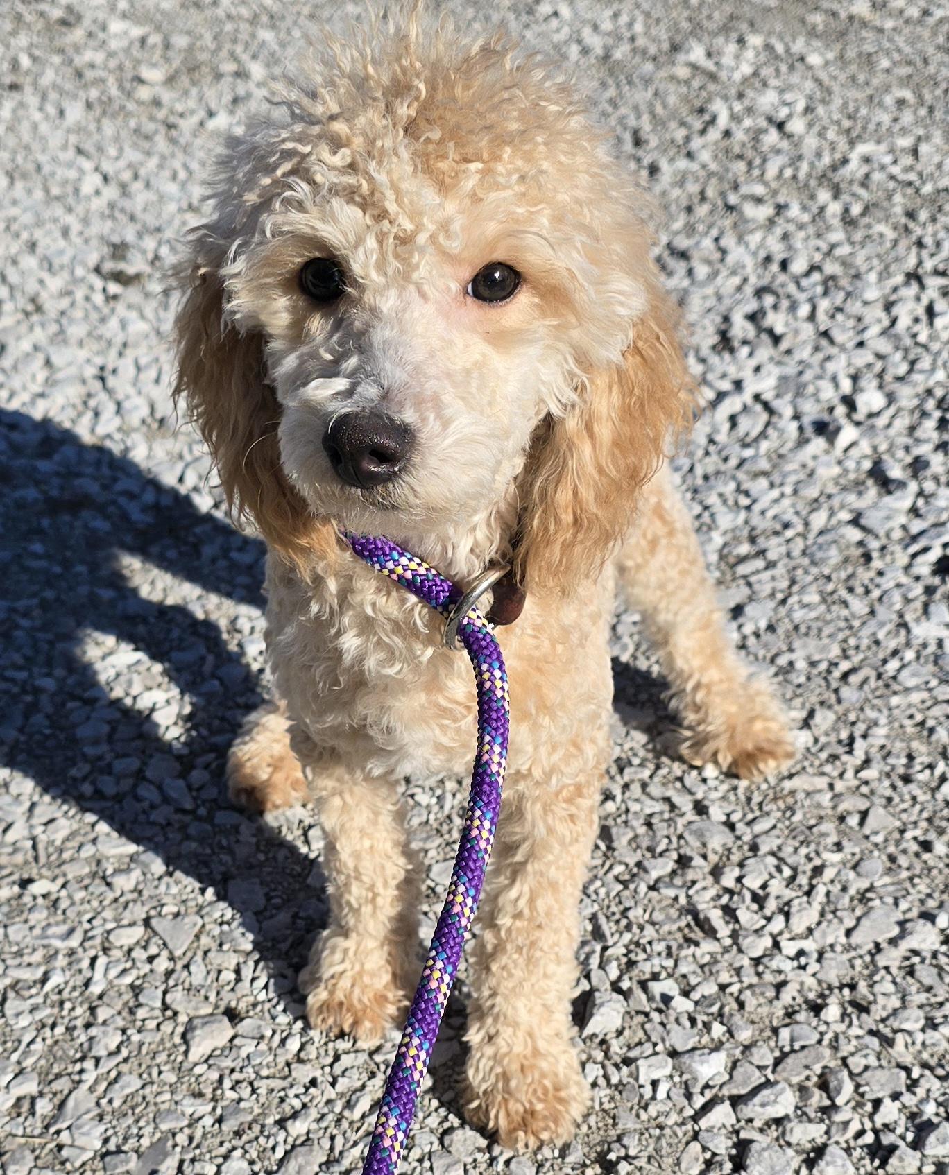 Jasper, ADOPTABLE, Puppy Male Miniature Poodle.
