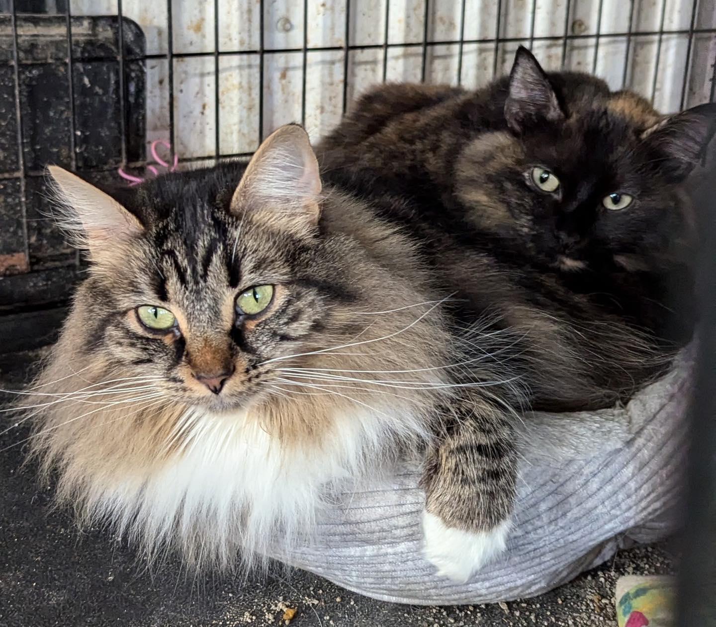 Whiskey and Tango- bonded pair, ADOPTABLE, Young Female Domestic Long Hair.