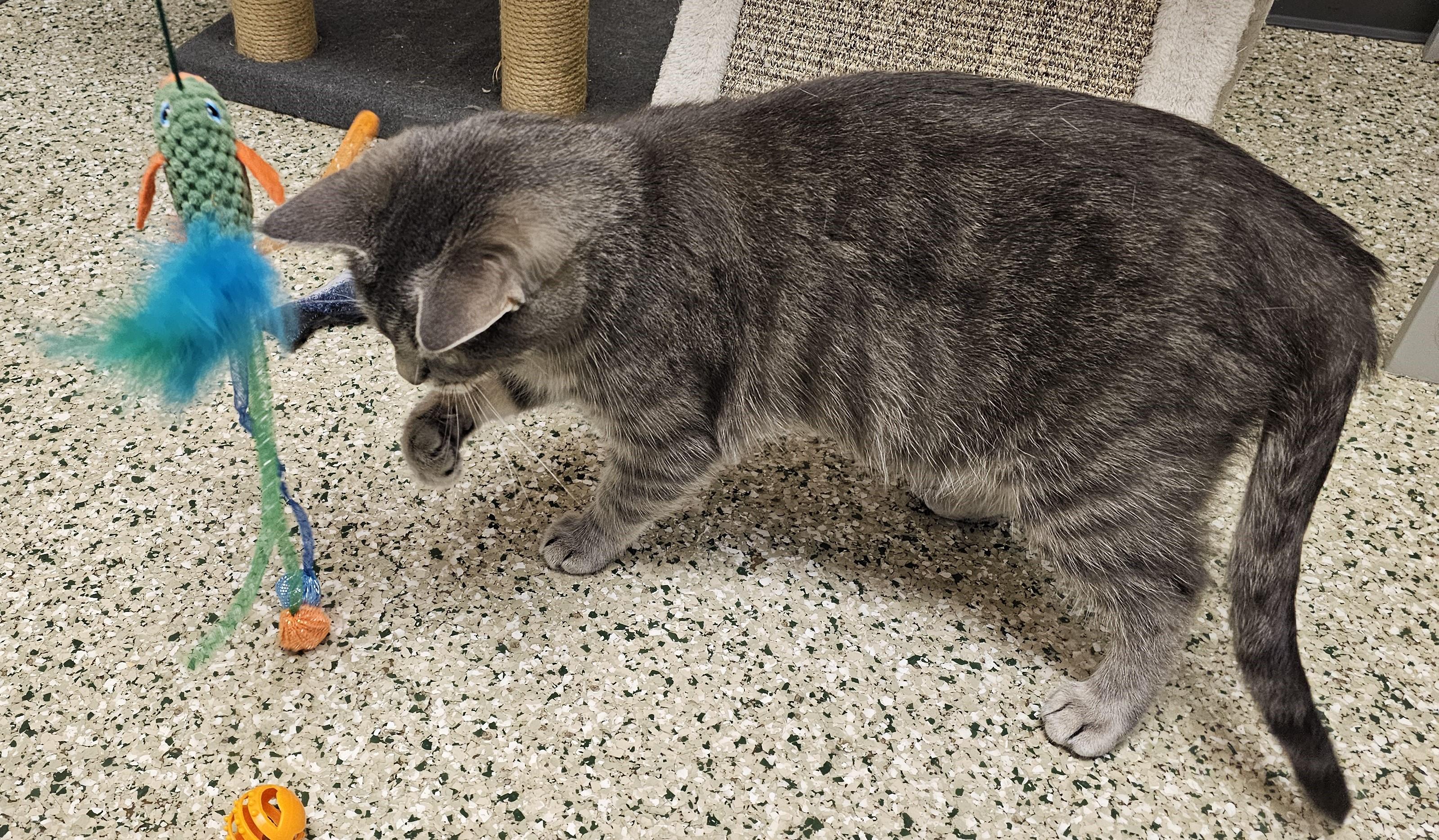 Enlarge Brew, an adopted Domestic Short Hair in Cedar Rapids, IA image 3/5