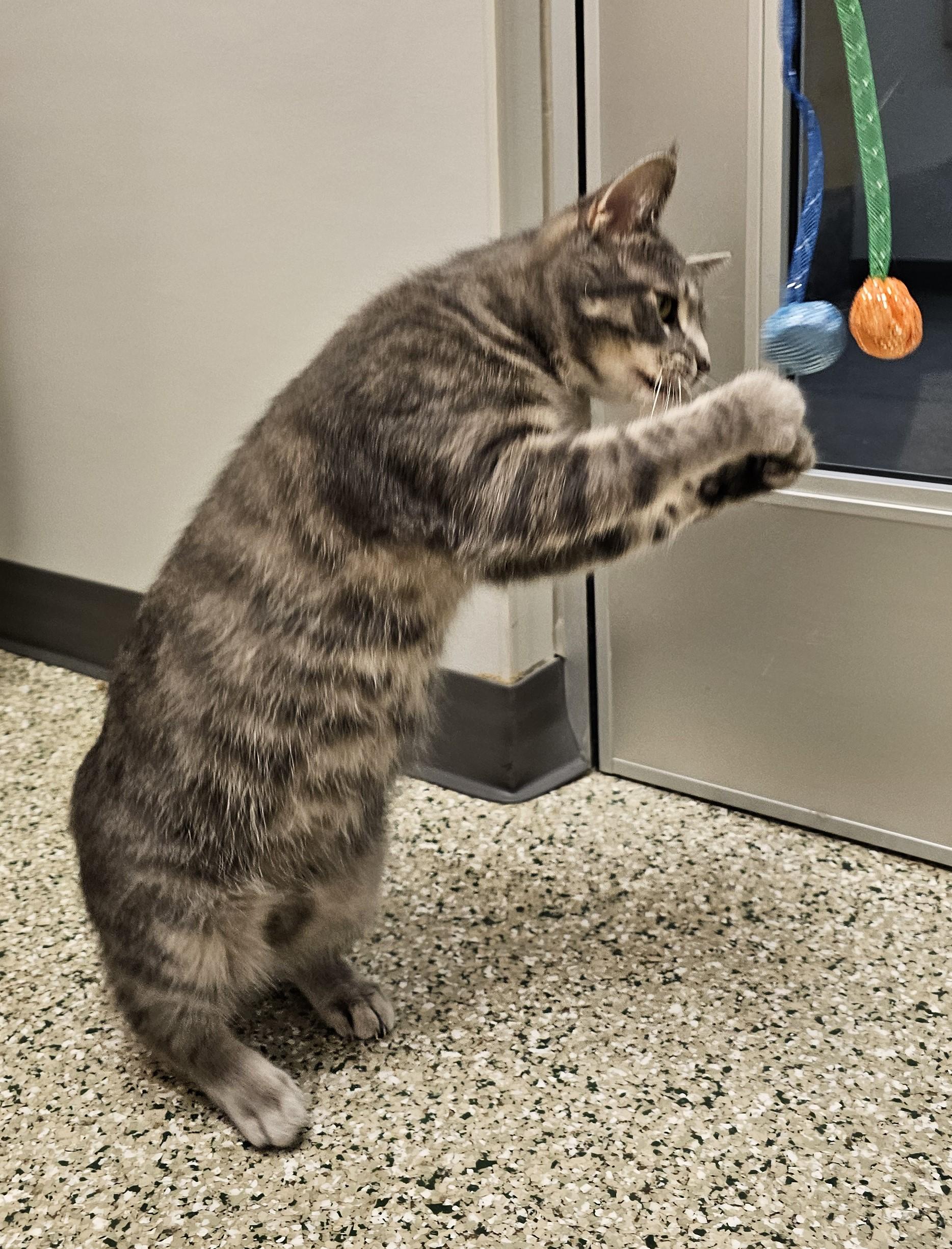 Enlarge Brew, an adopted Domestic Short Hair in Cedar Rapids, IA image 4/5