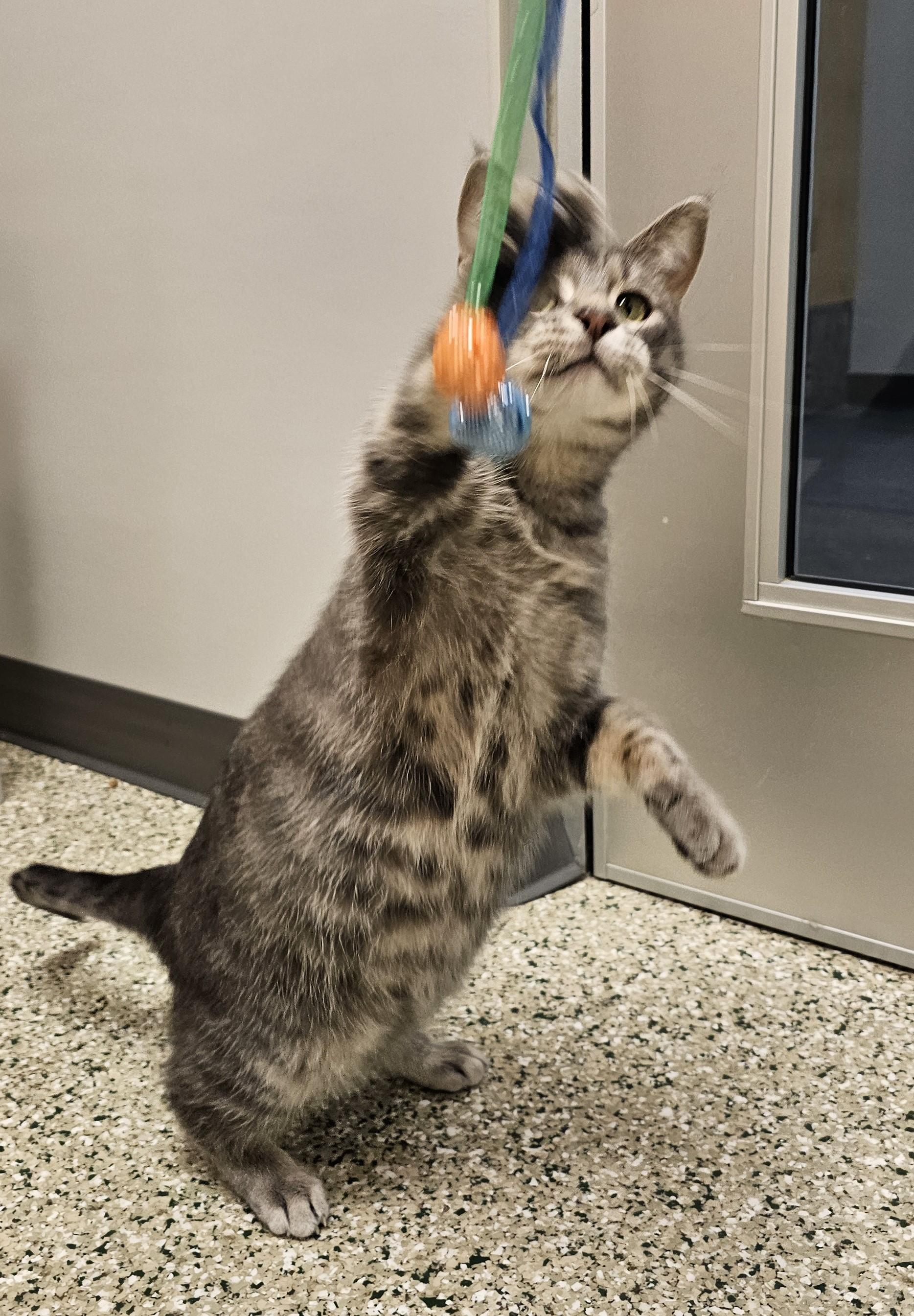 Enlarge Brew, an adopted Domestic Short Hair in Cedar Rapids, IA image 5/5