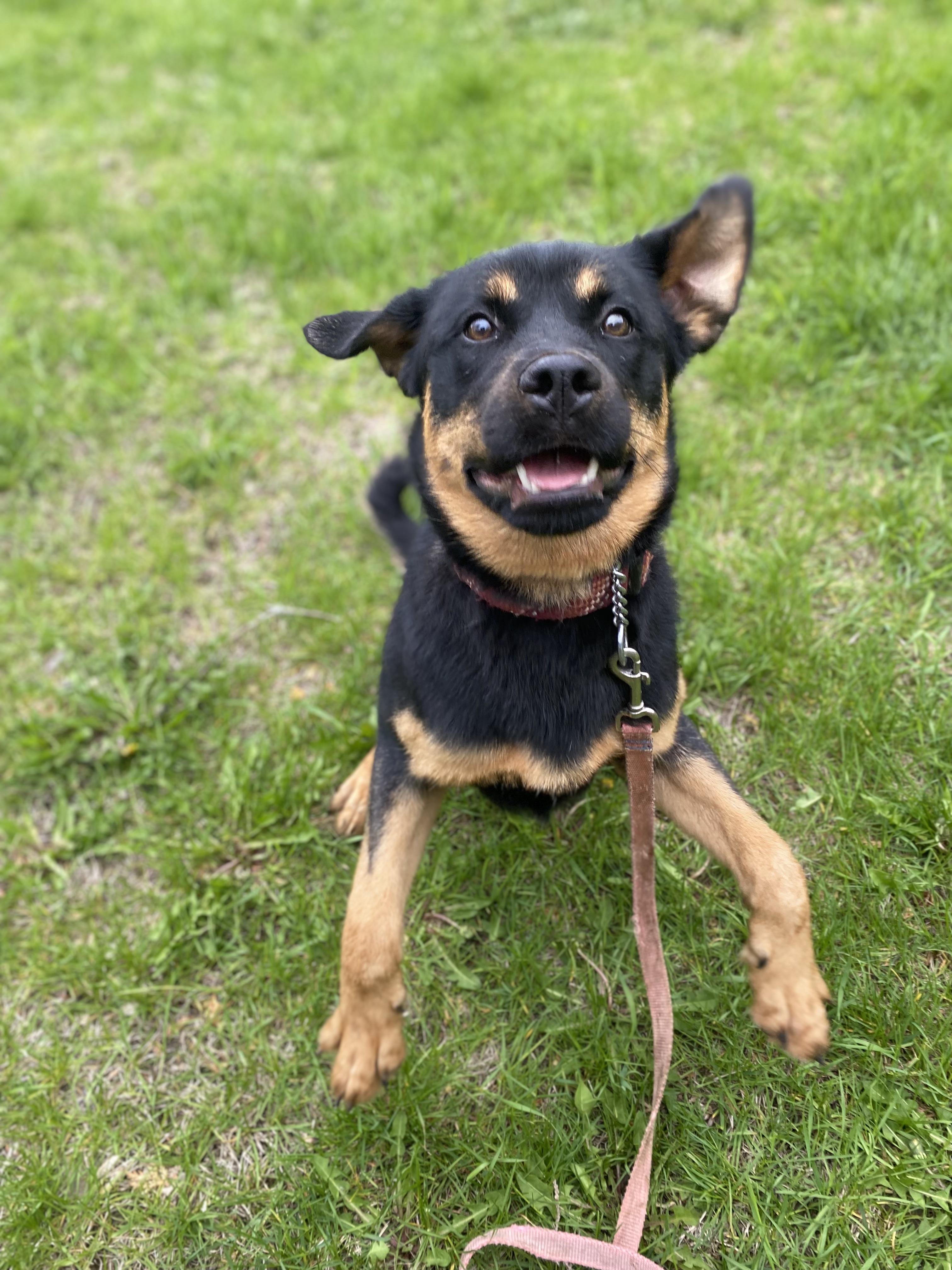 Enlarge Dory, an adopted mixed breed in Vaudreuil-Dorion, QC image 2/5
