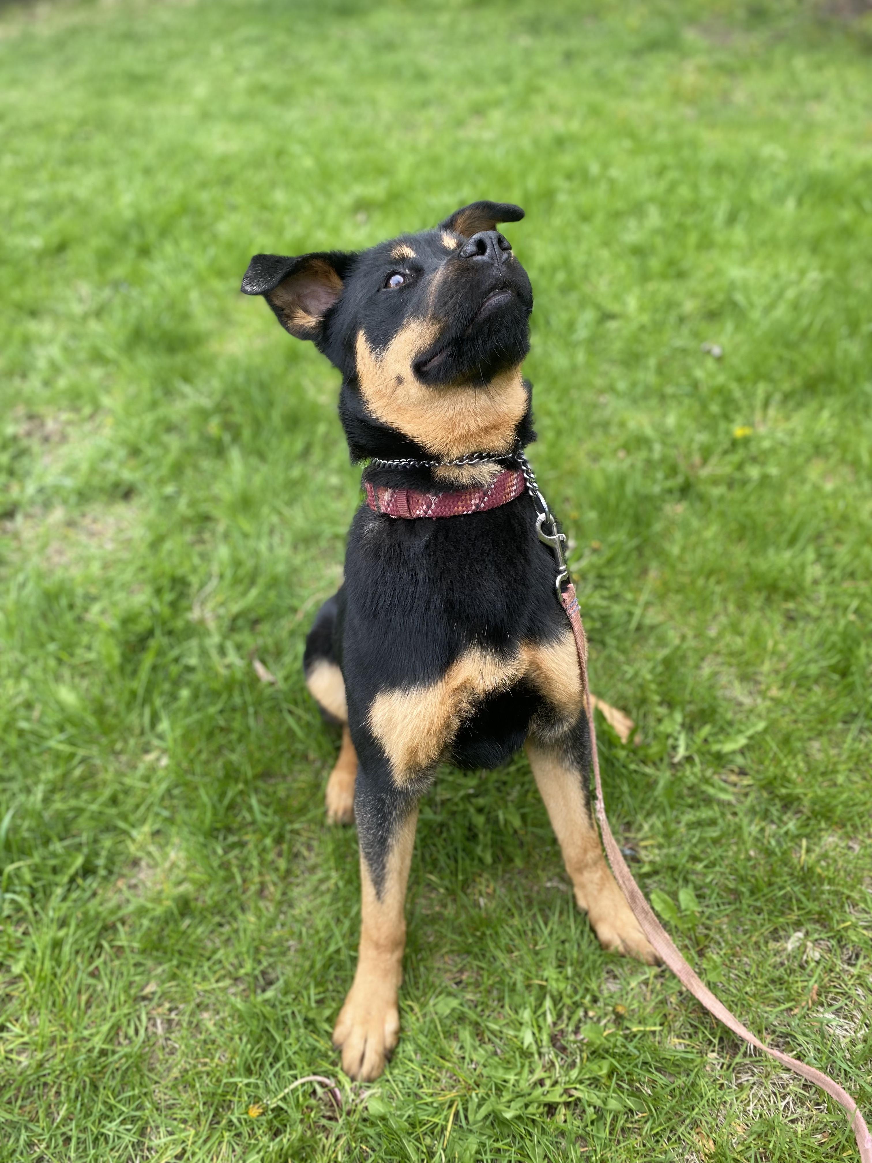Enlarge Dory, an adopted mixed breed in Vaudreuil-Dorion, QC image 5/5