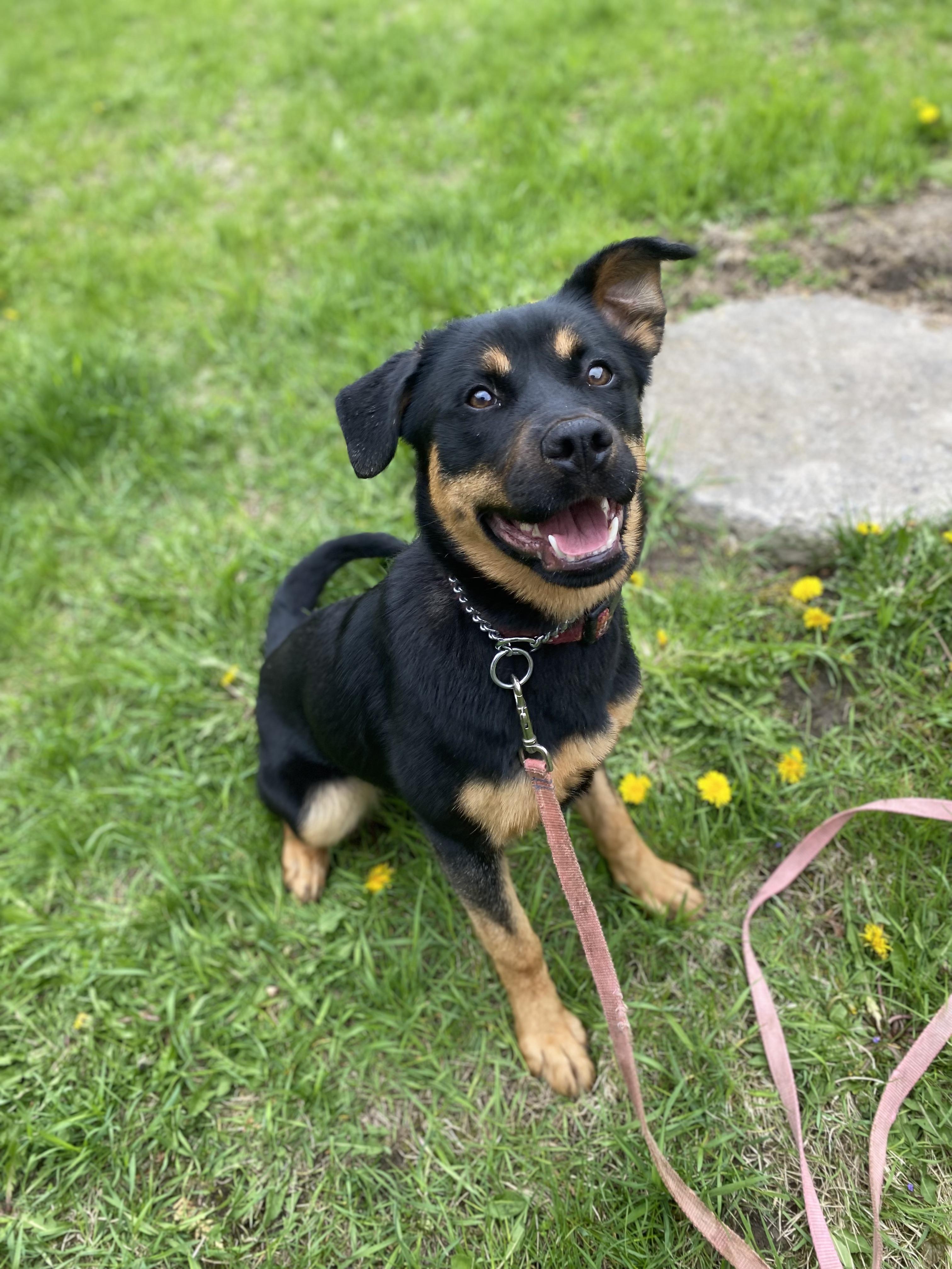 Dory, adopted, Young Female Rottweiler & Husky.
